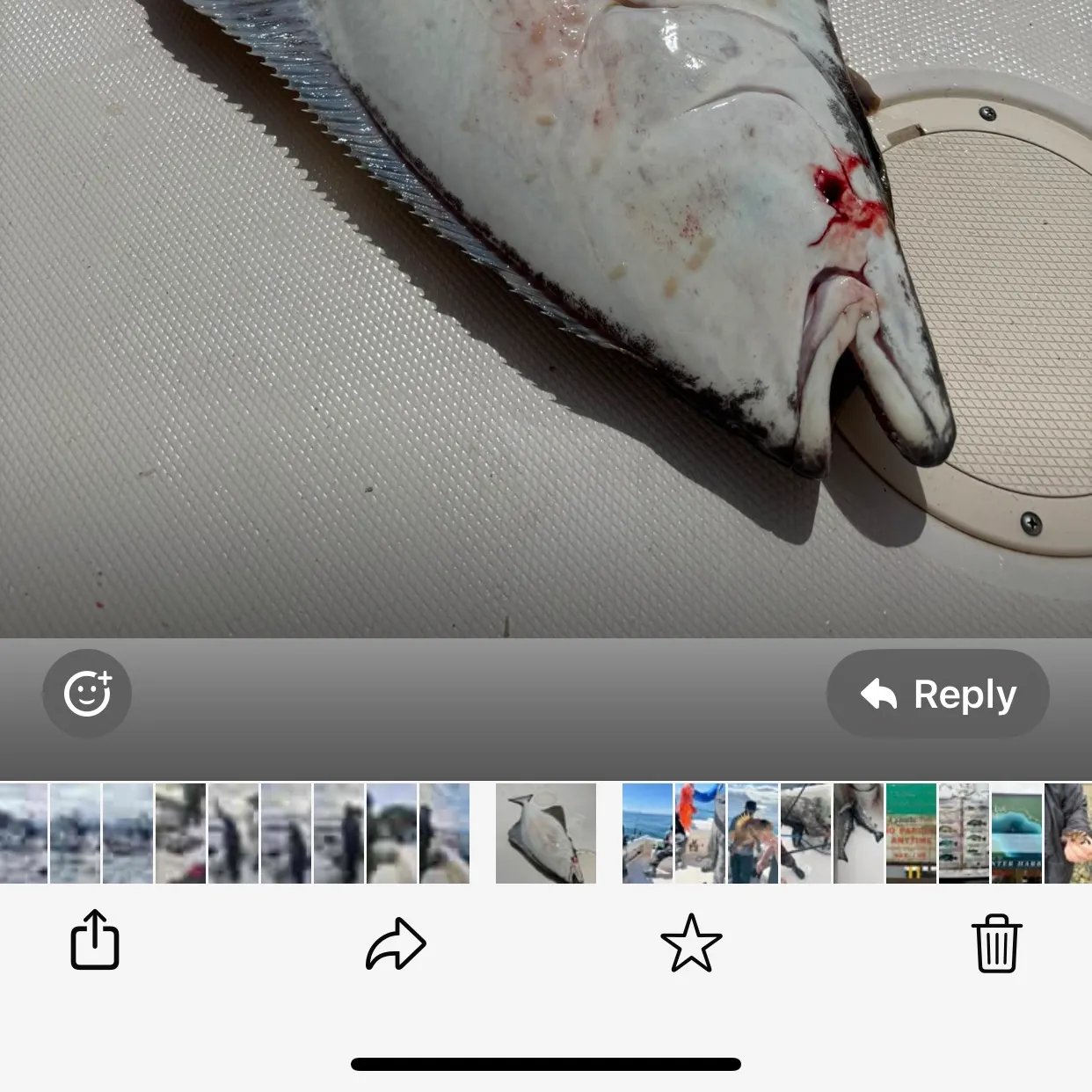 recently logged catches