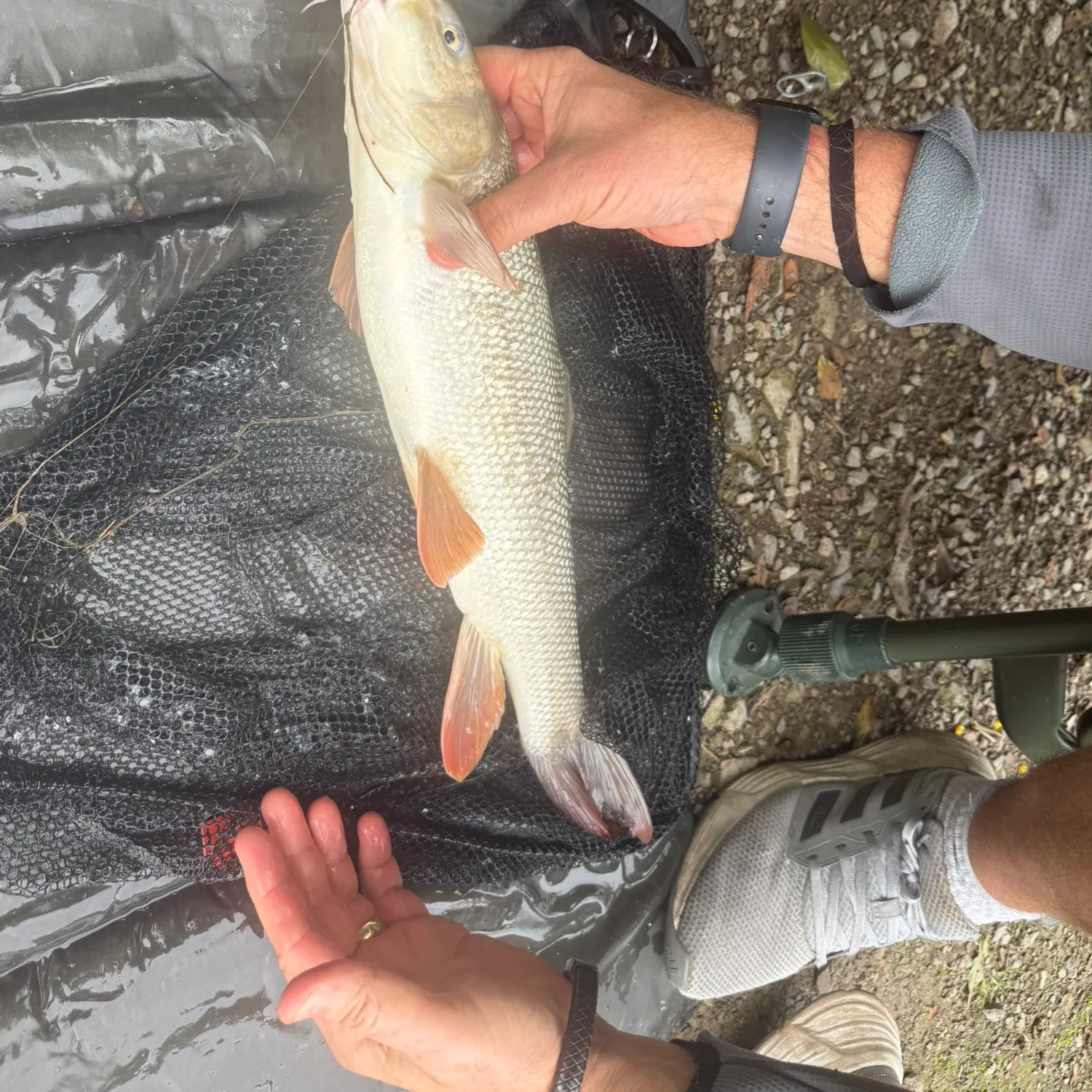 The most recent Common barbel catches on Fishbrain