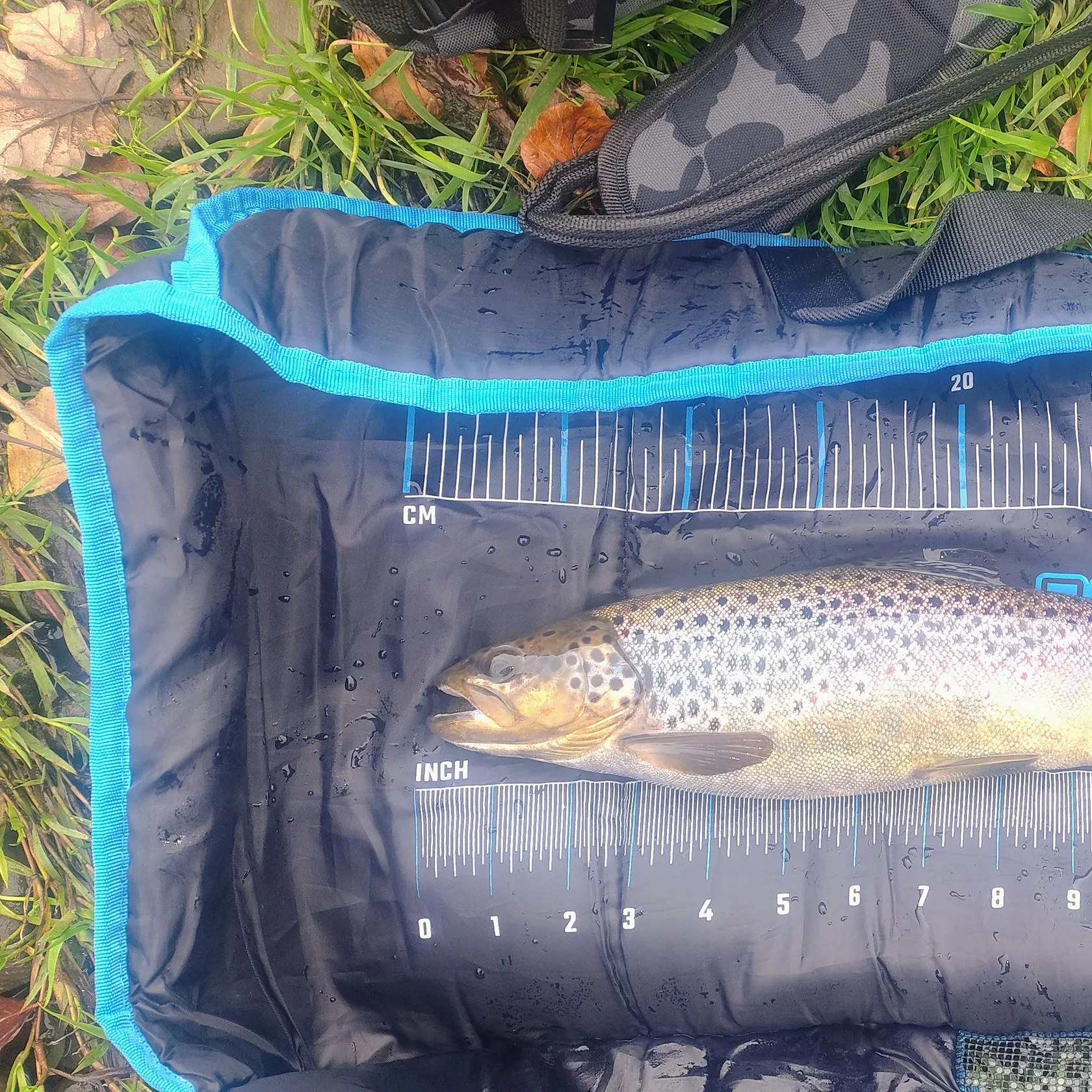 Brown trout caught on Fishbrain