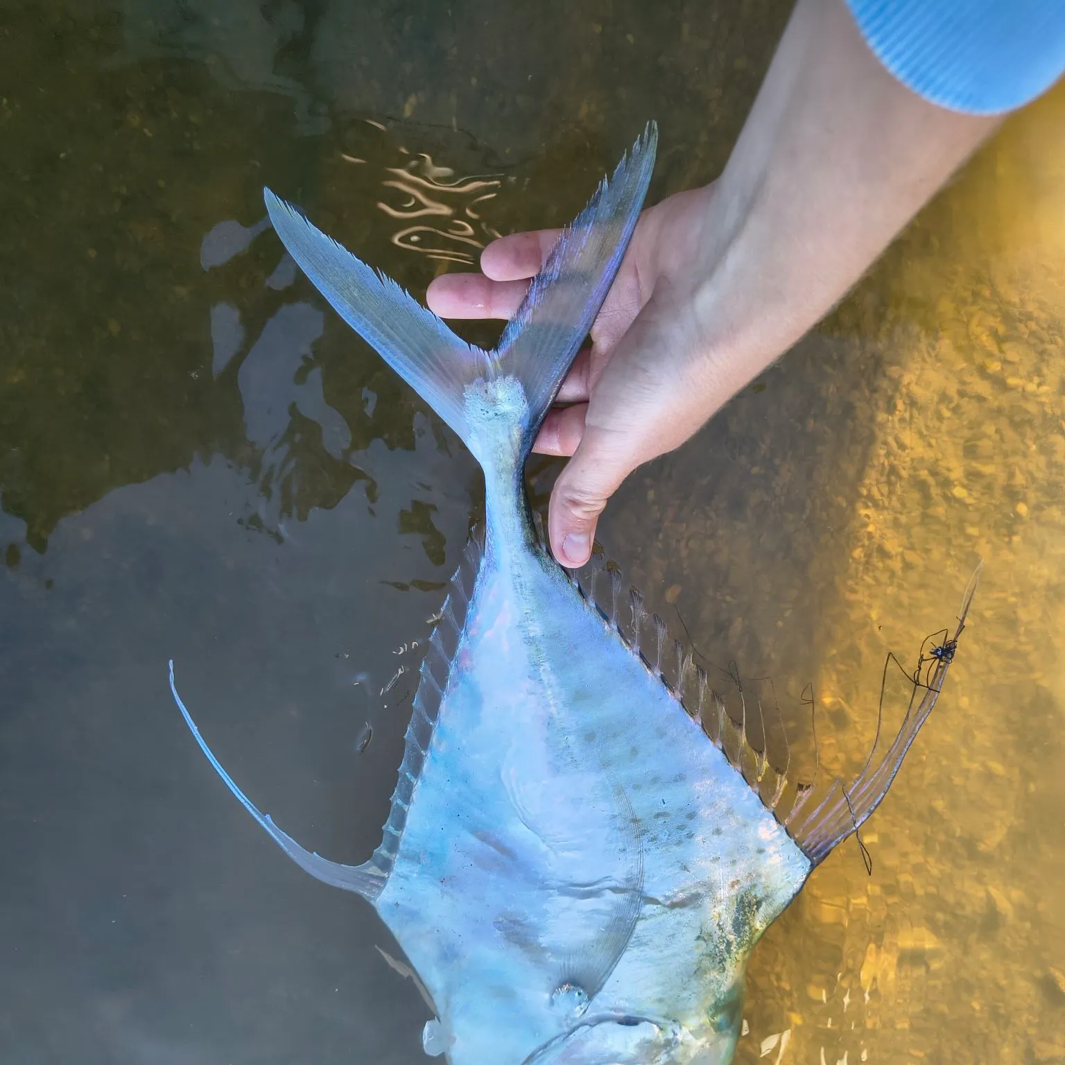 The most recent Indian threadfish catches on Fishbrain