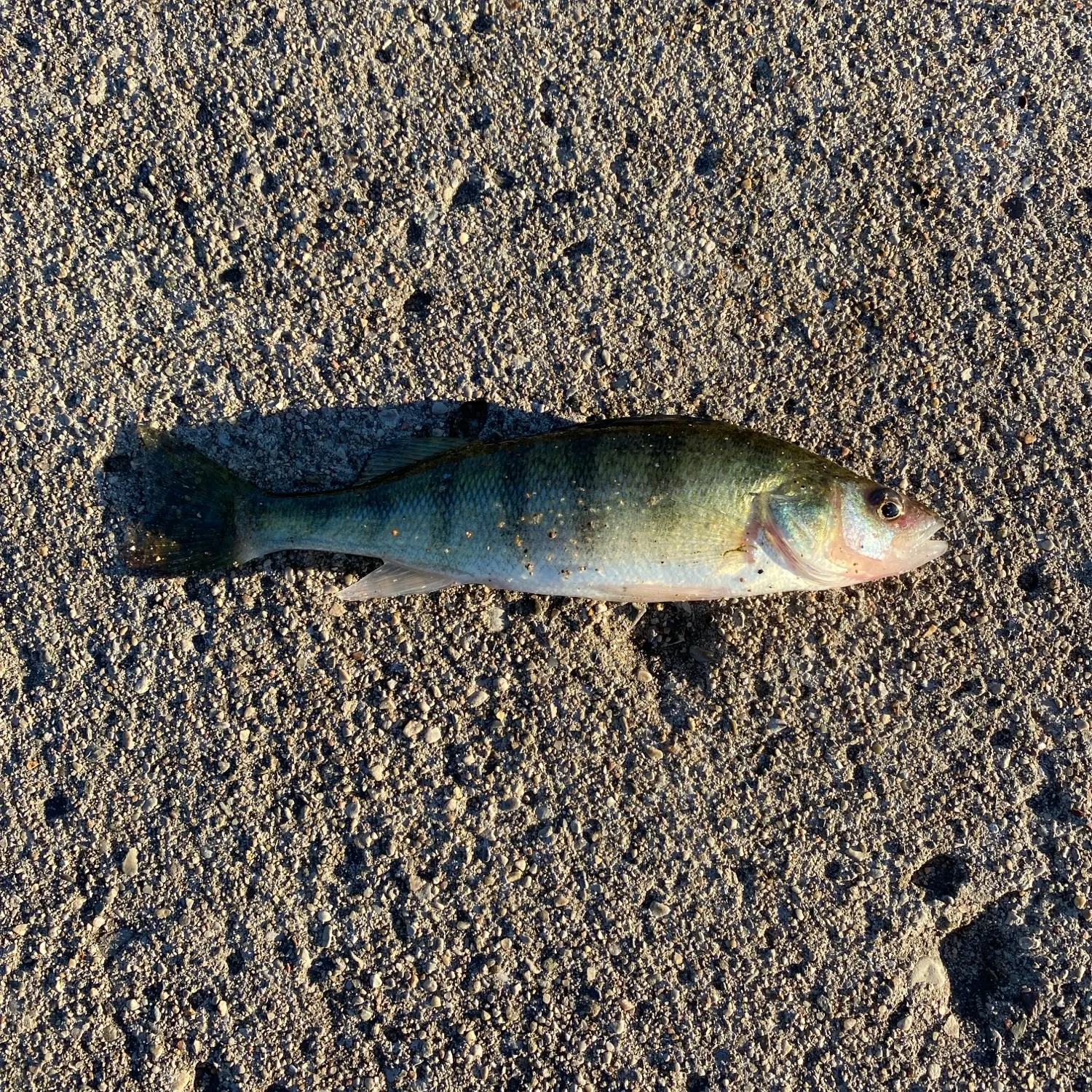 Yellow perch caught on Fishbrain
