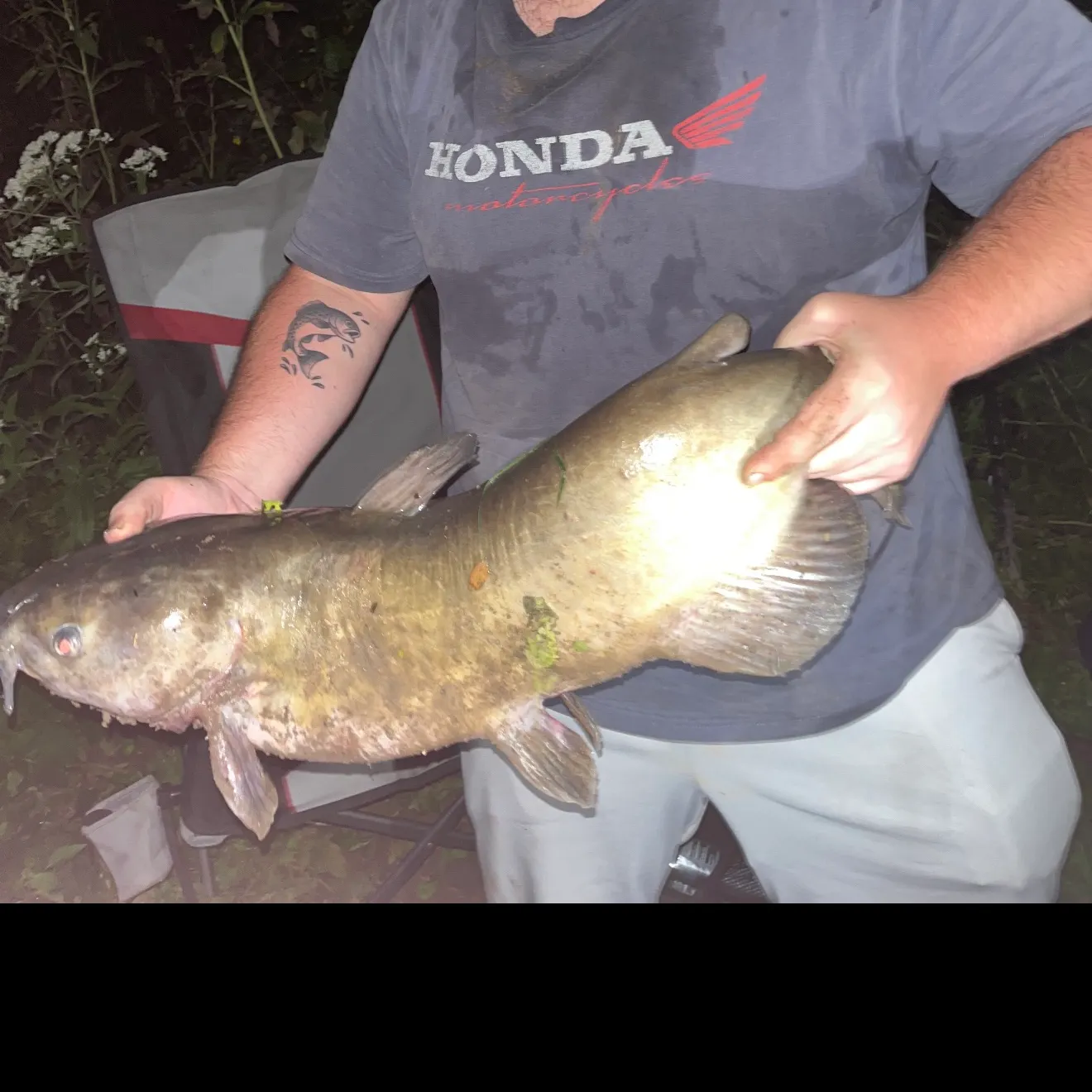 Channel catfish caught on Fishbrain