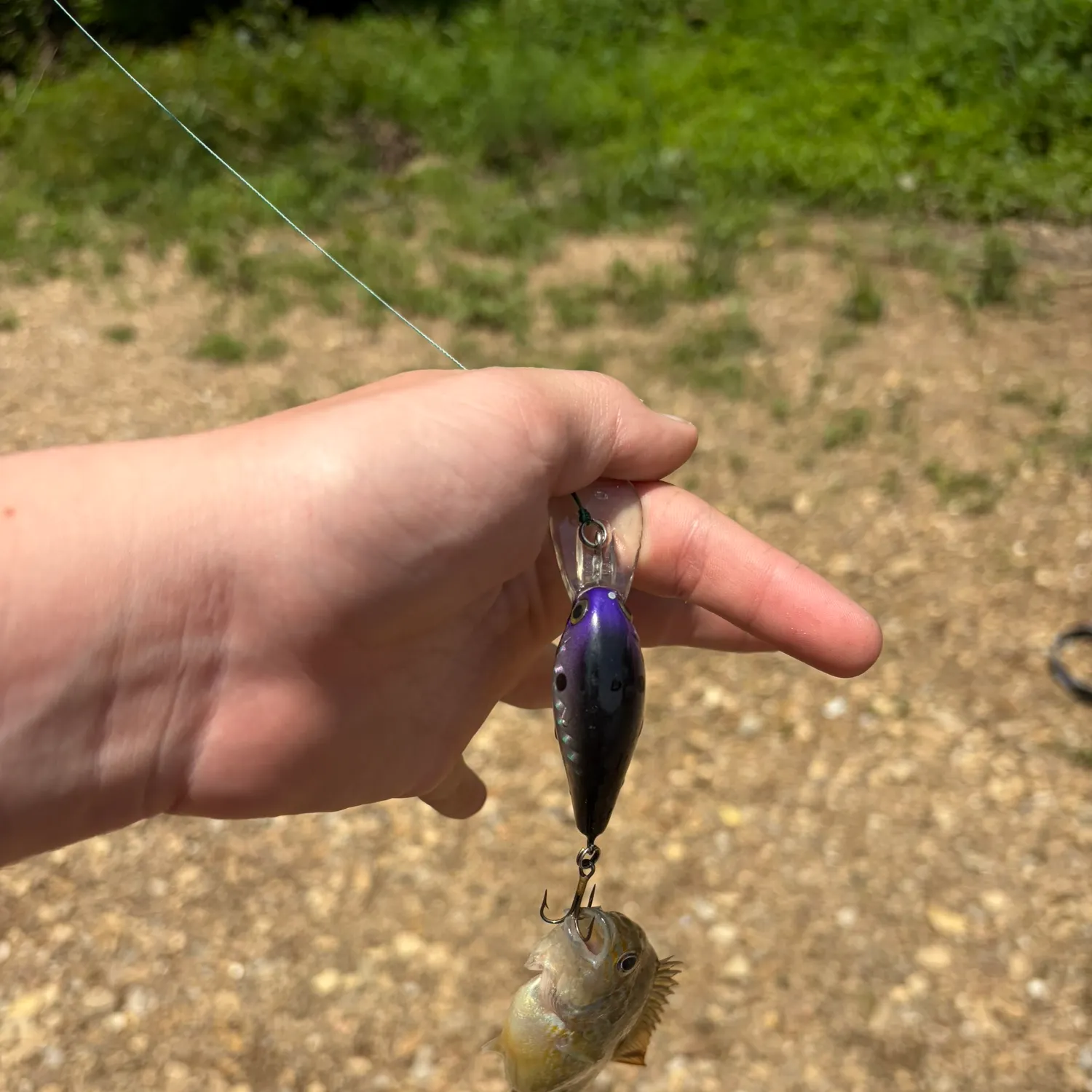 The most recent Spotted sunfish catches on Fishbrain