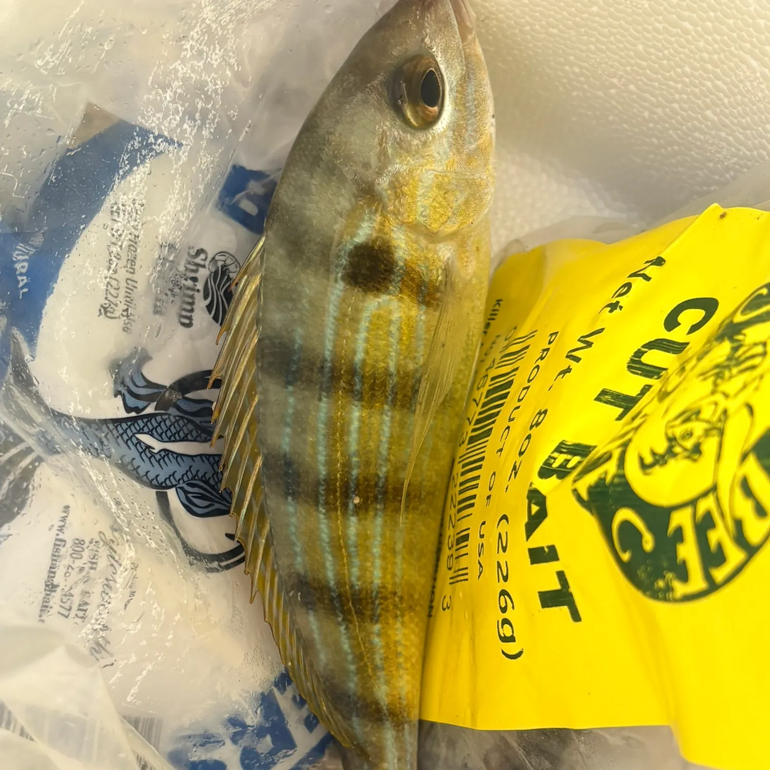Pinfish caught on Fishbrain