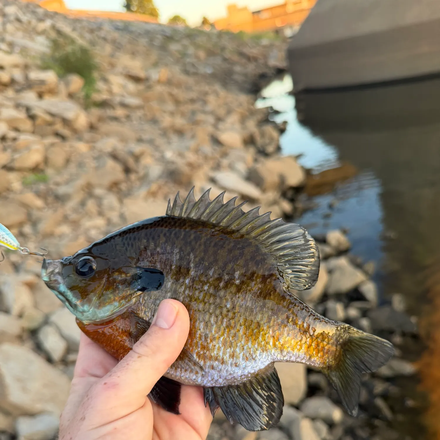 Bluegill caught on Fishbrain