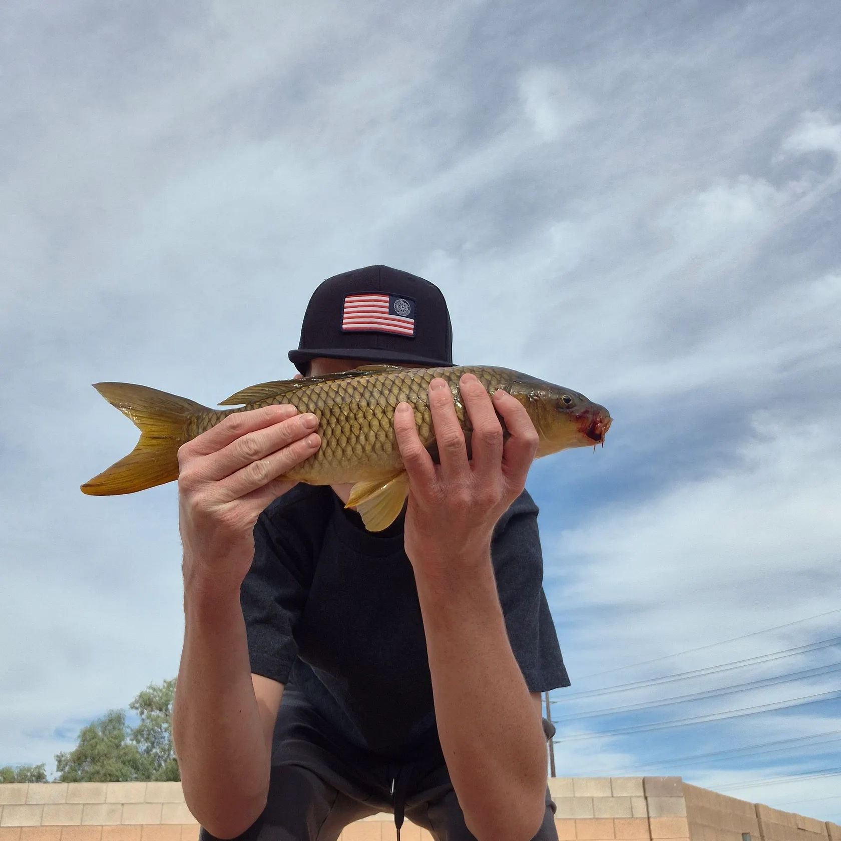 Common carp caught on Fishbrain