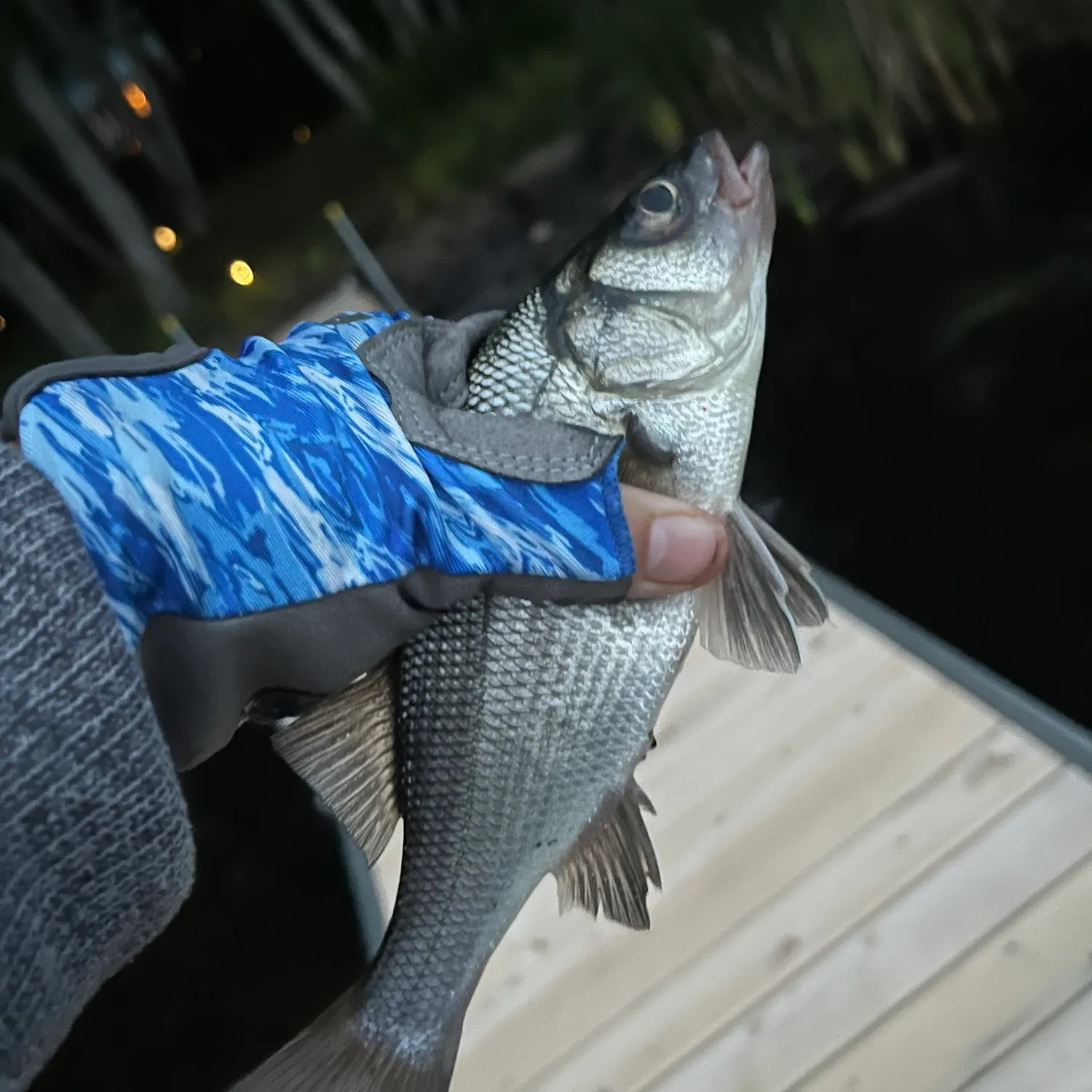 White perch caught on Fishbrain