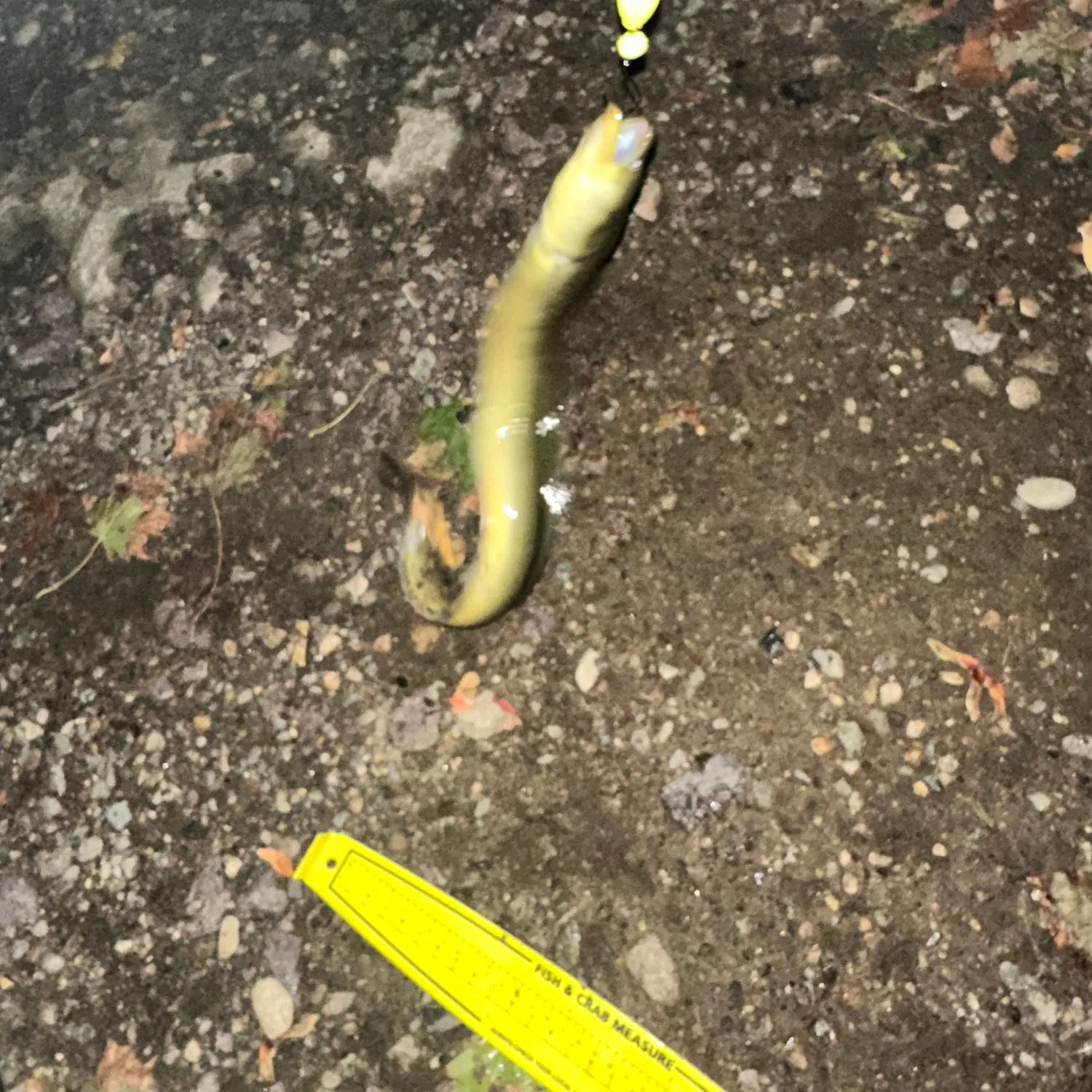 American eel caught on Fishbrain