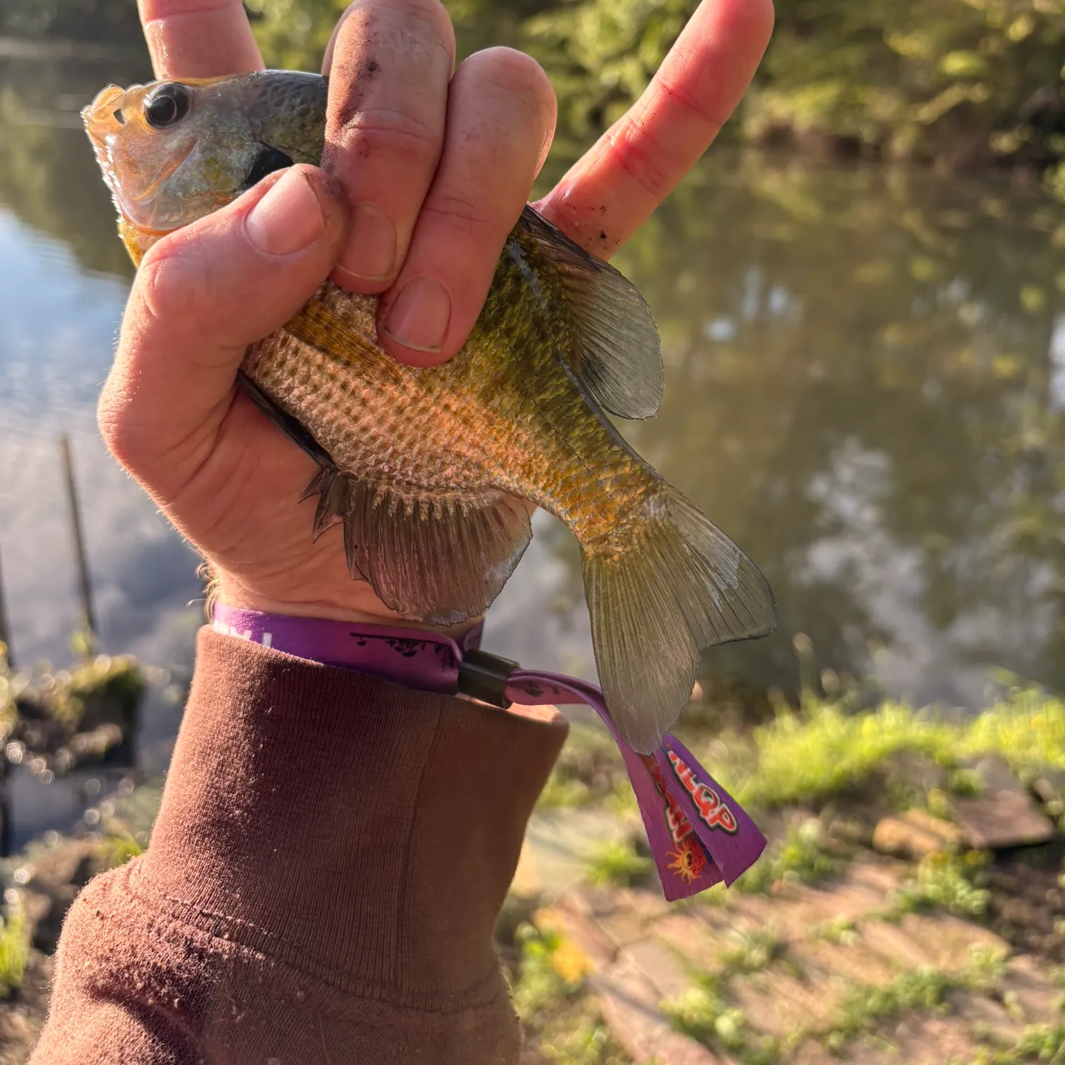 Wargill hybrid caught on Fishbrain
