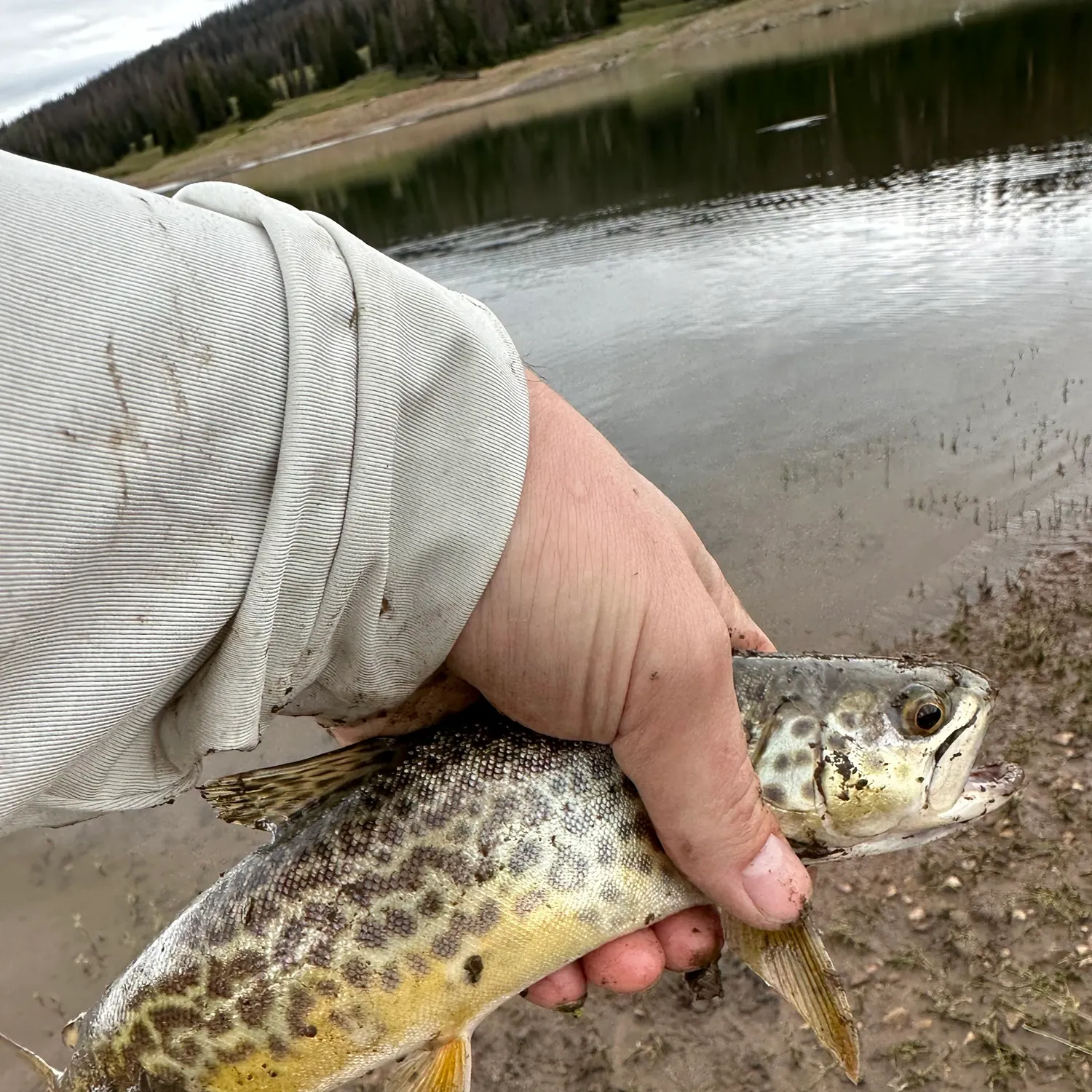 Tiger trout caught on Fishbrain