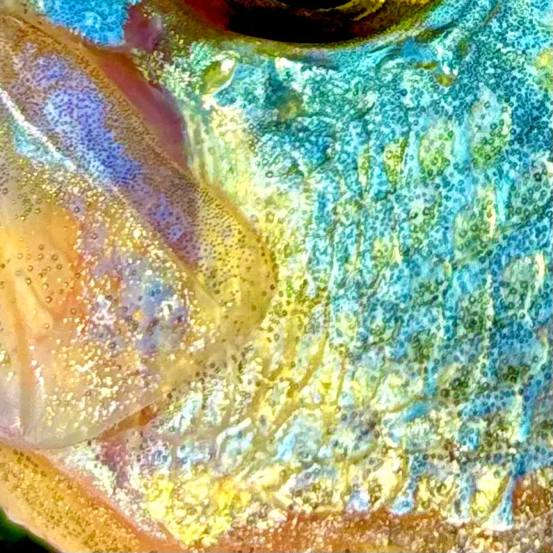 The most recent Black crappie catches on Fishbrain