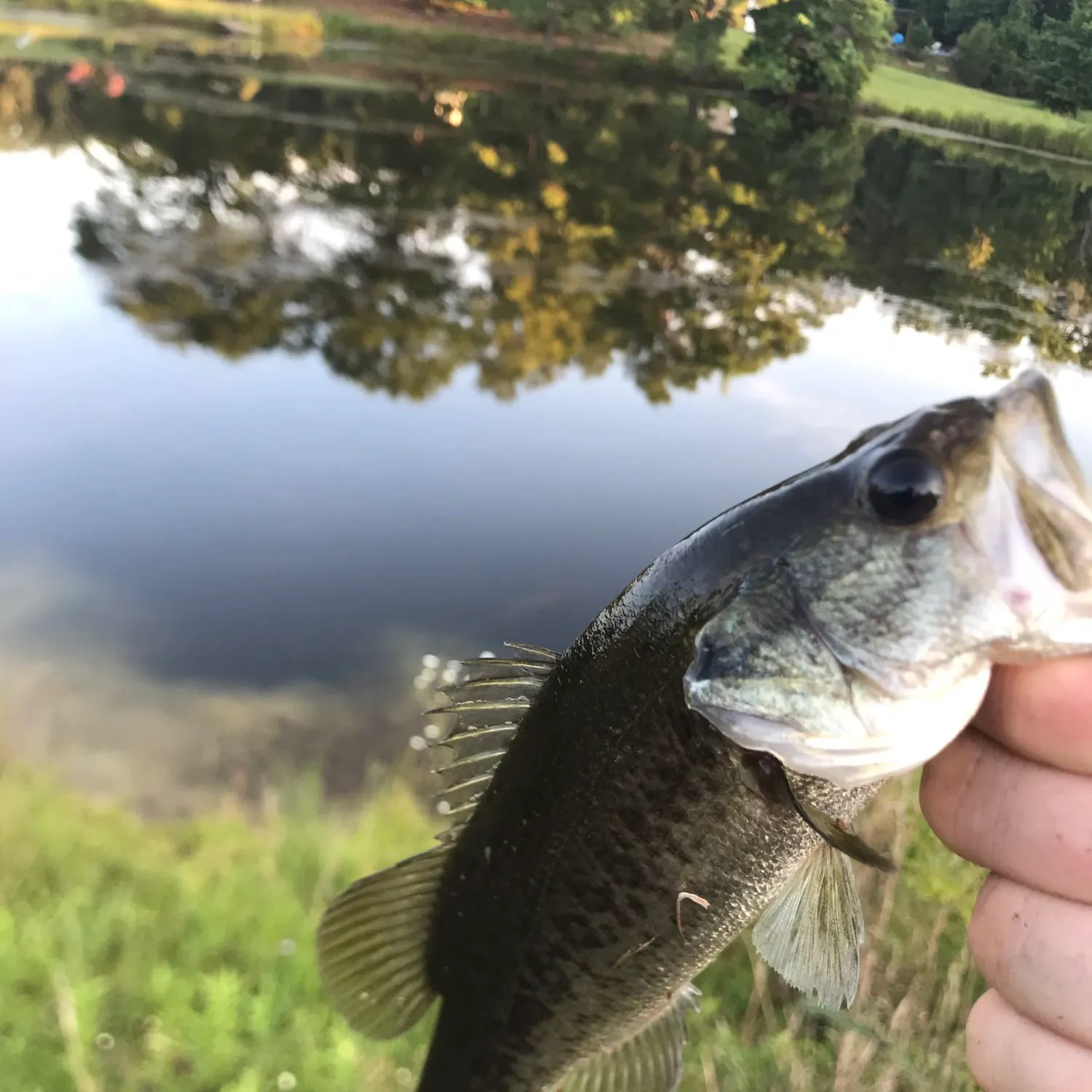 angler catch