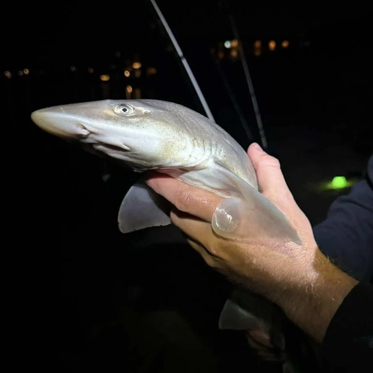 The most recent Grey smooth-hound catches on Fishbrain