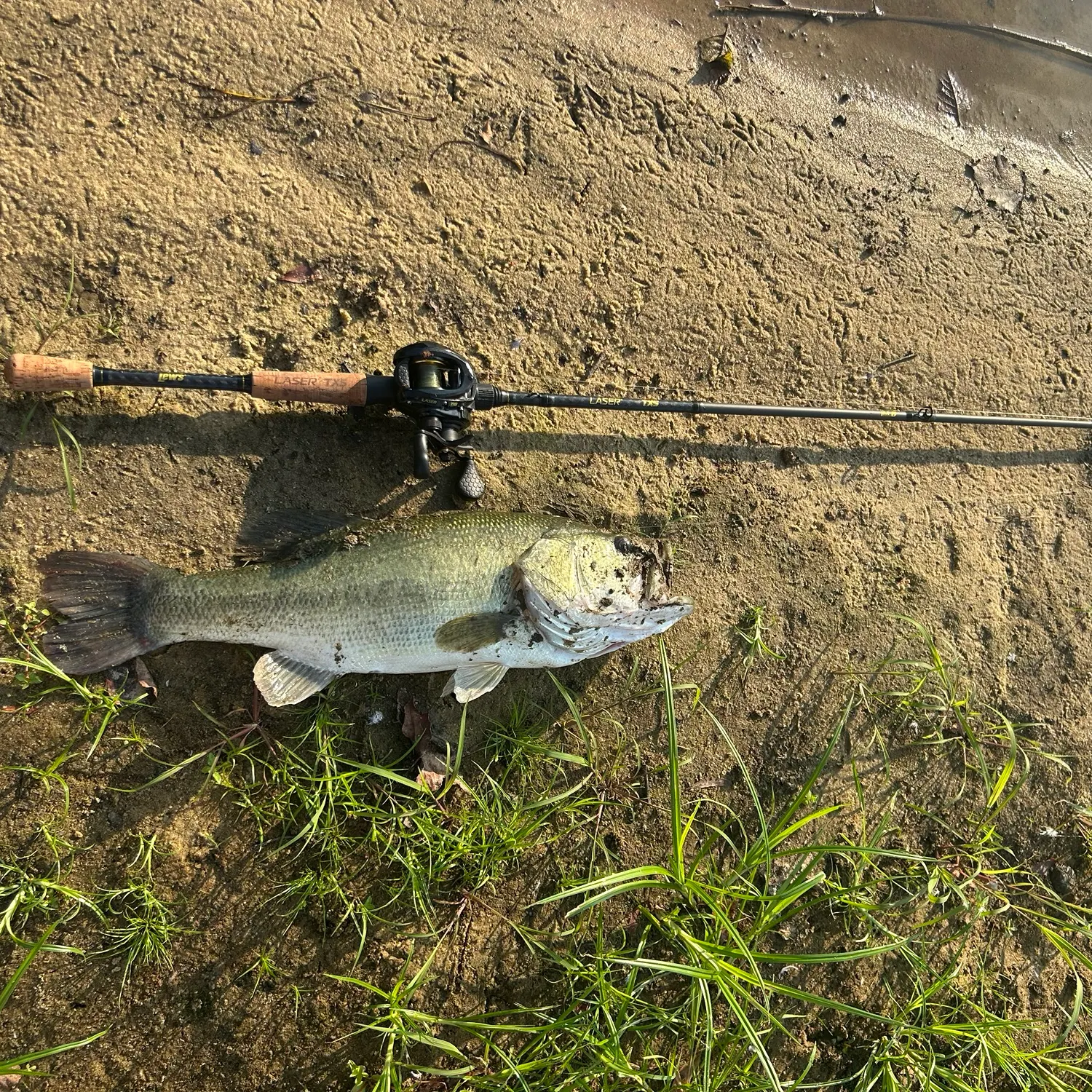 Largemouth bass caught on Fishbrain