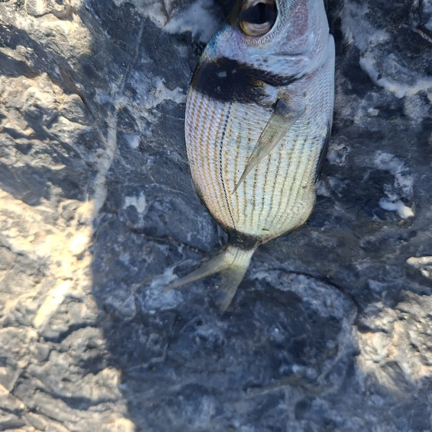 White seabream caught on Fishbrain