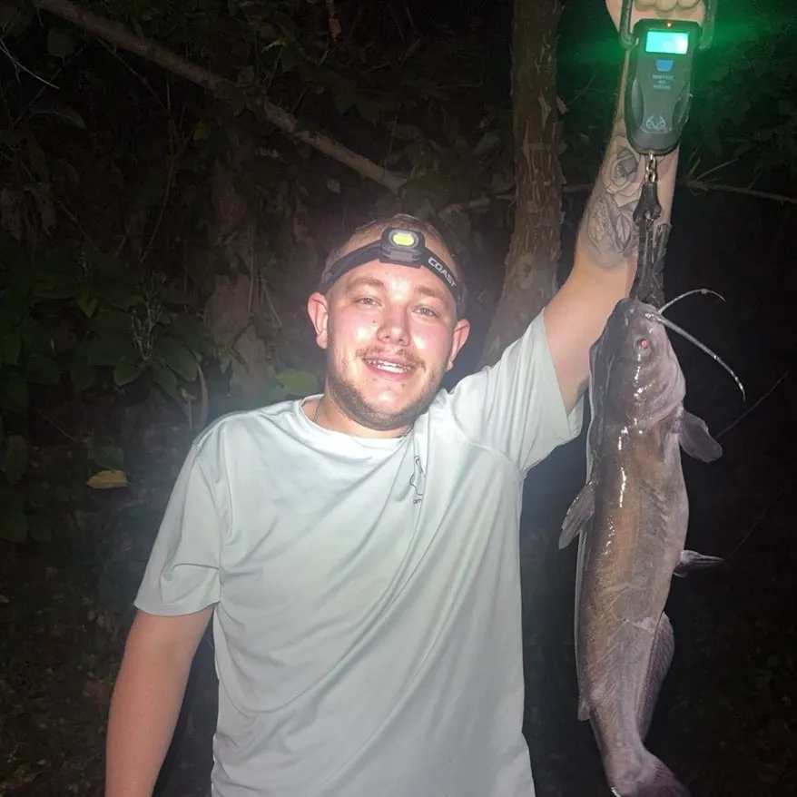 Channel catfish caught on Fishbrain