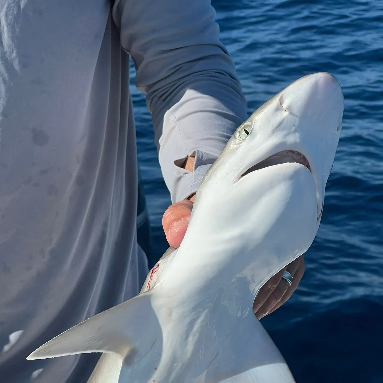The most recent Atlantic sharpnose shark catches on Fishbrain