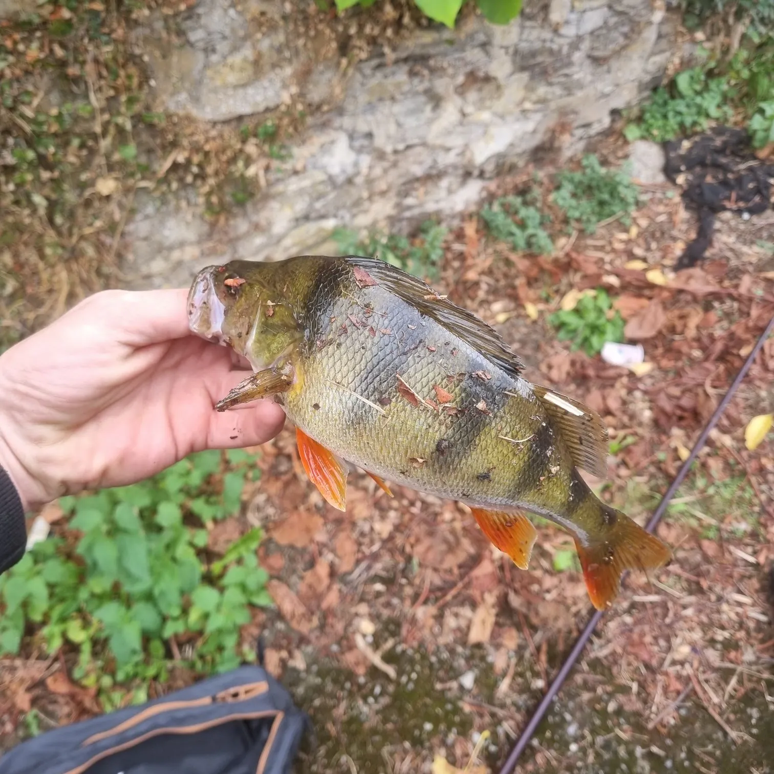 European perch caught on Fishbrain