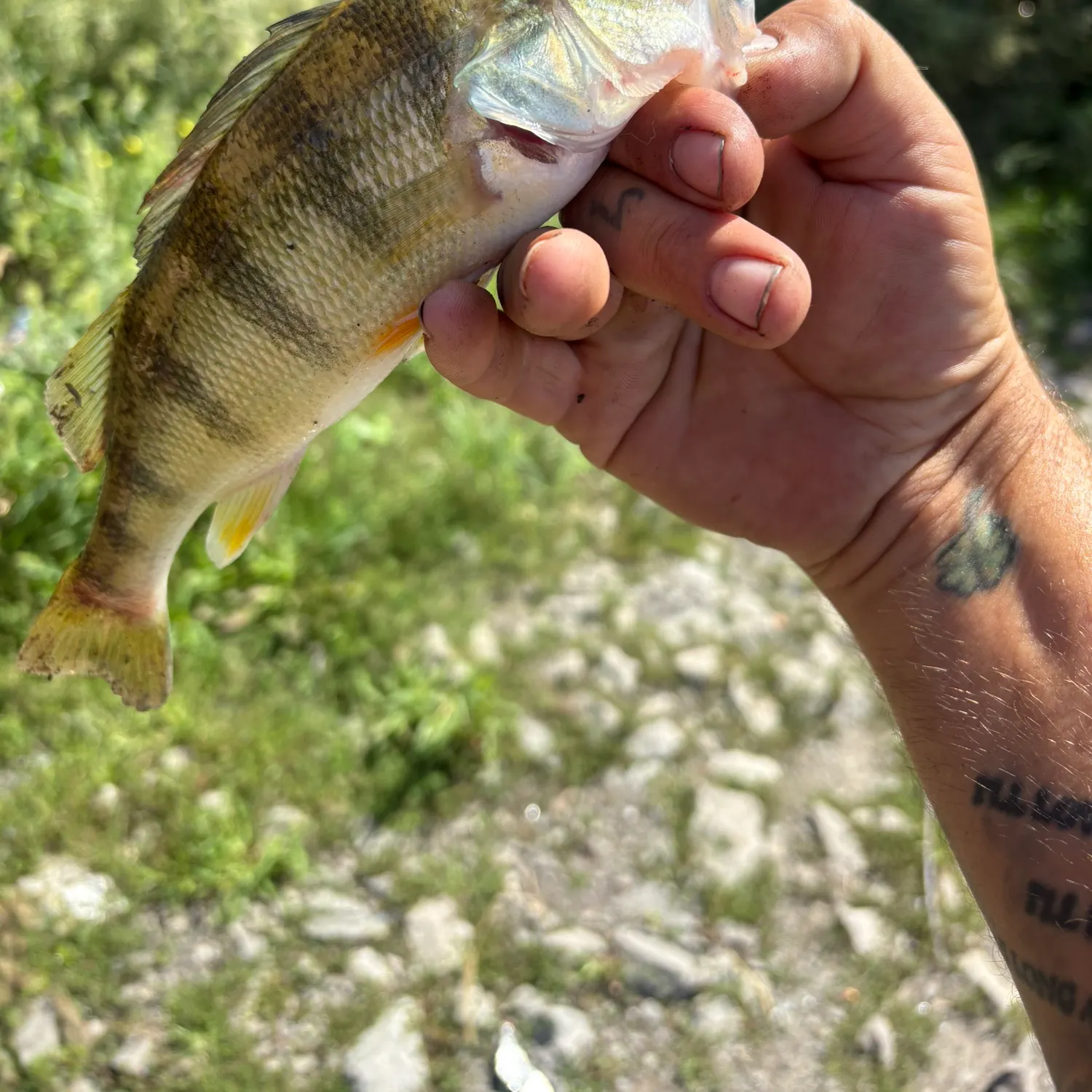 Yellow perch caught on Fishbrain