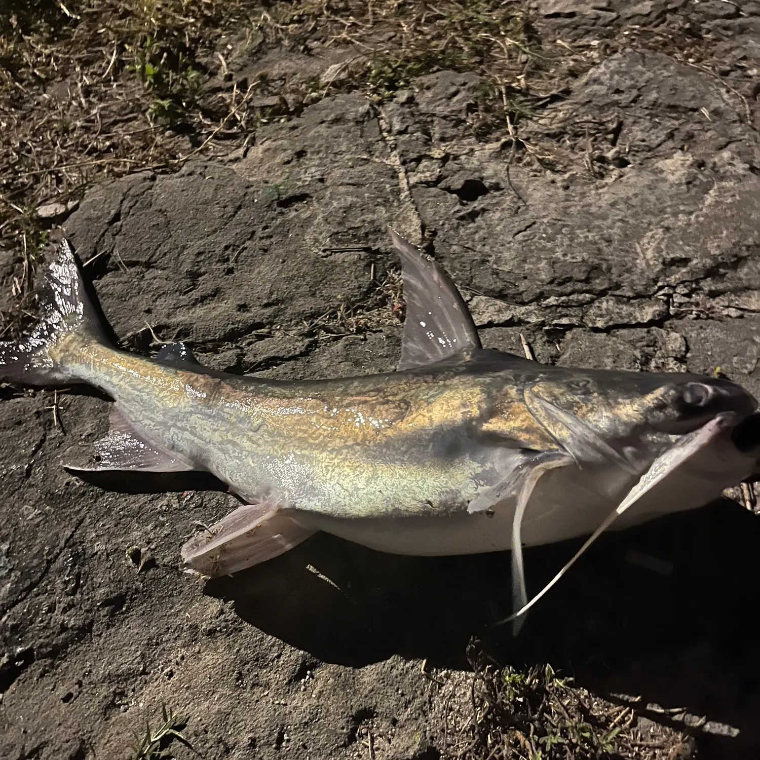 The most recent Gafftopsail sea catfish catches on Fishbrain