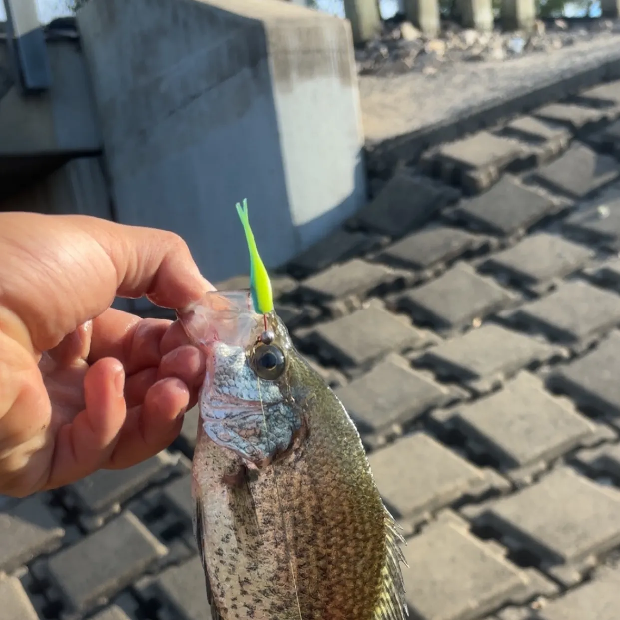Black crappie caught on Fishbrain