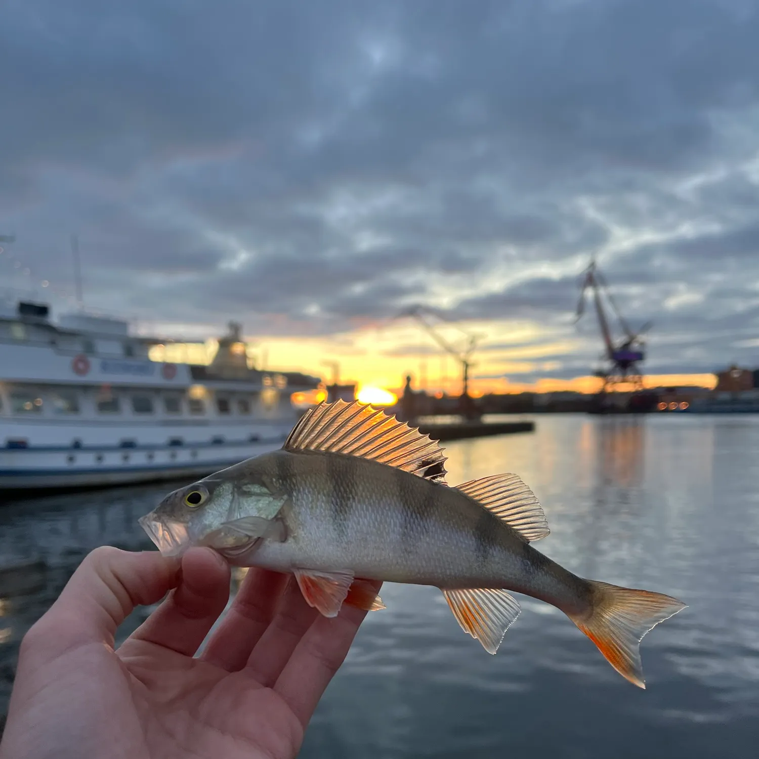 European perch caught on Fishbrain
