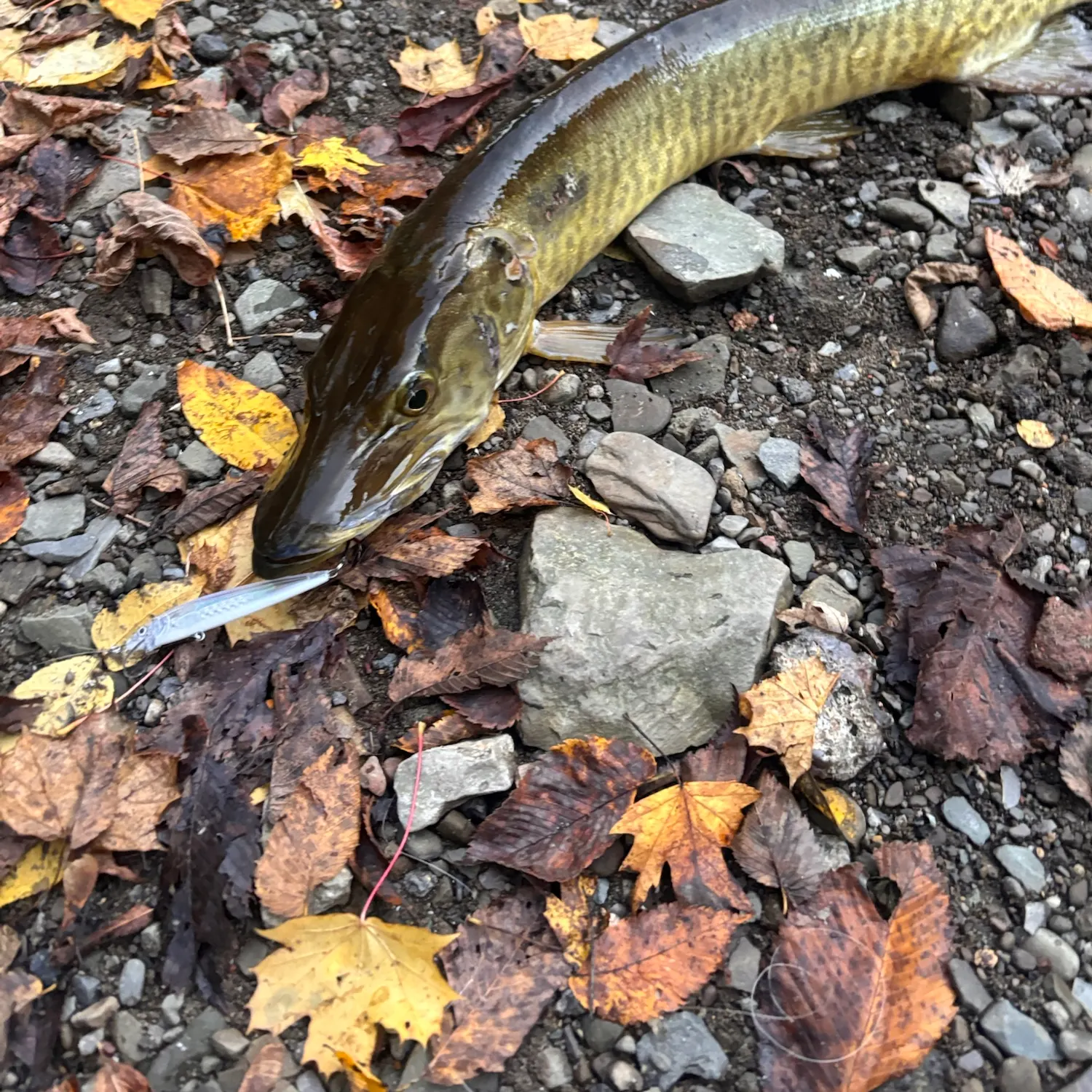Muskie caught on Fishbrain
