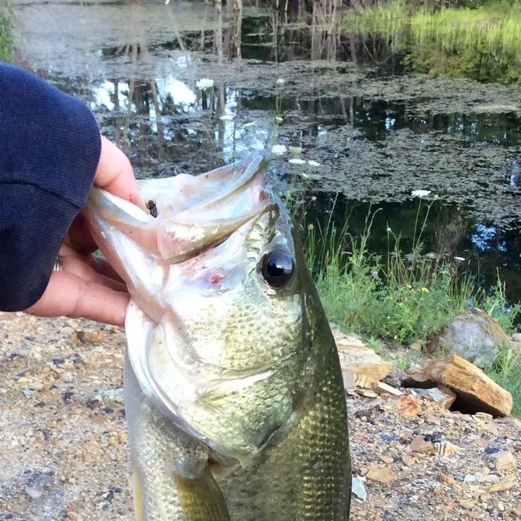 Spotted bass caught on Fishbrain