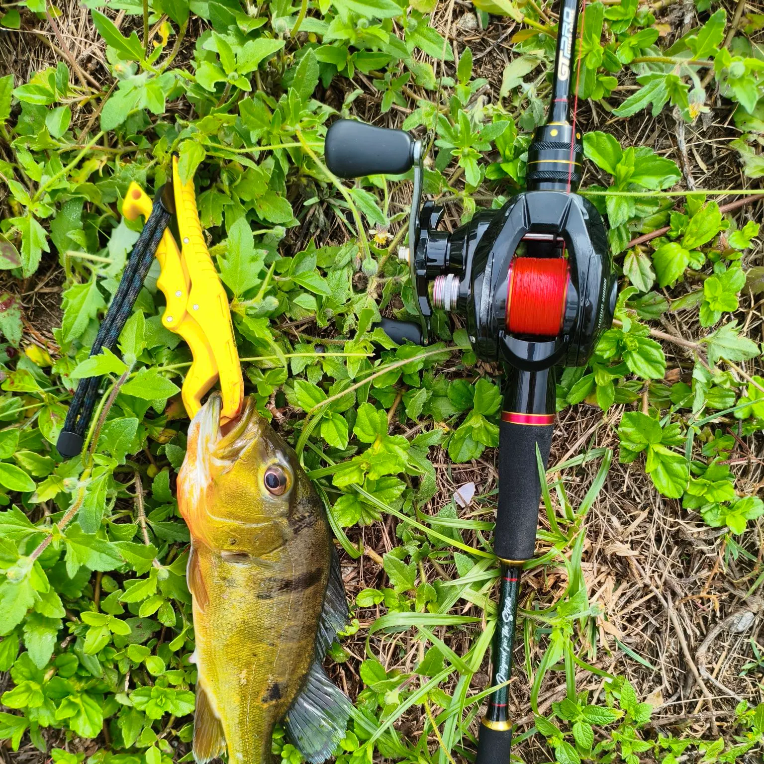 The most recent Butterfly peacock bass catches on Fishbrain