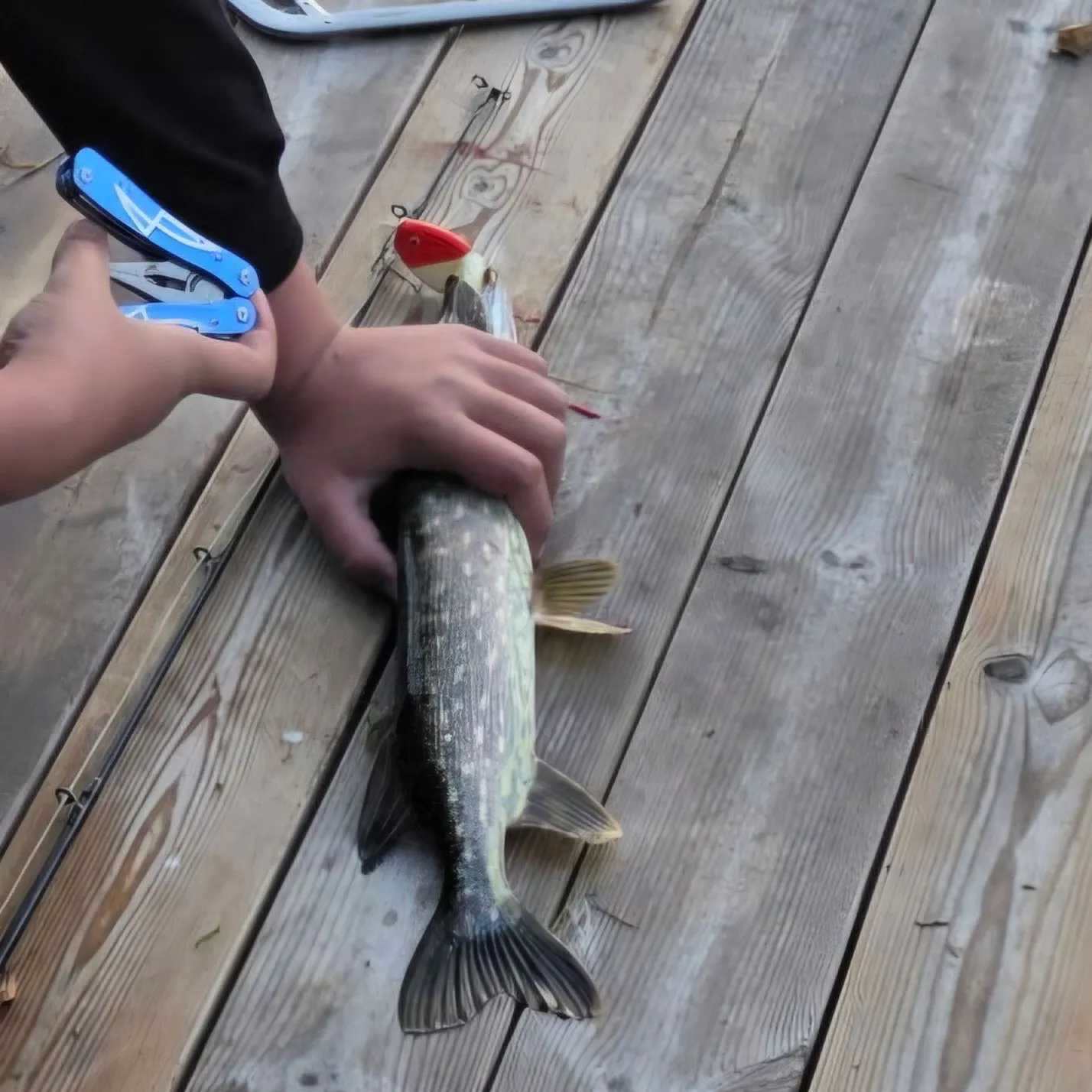 Northern pike caught on Fishbrain