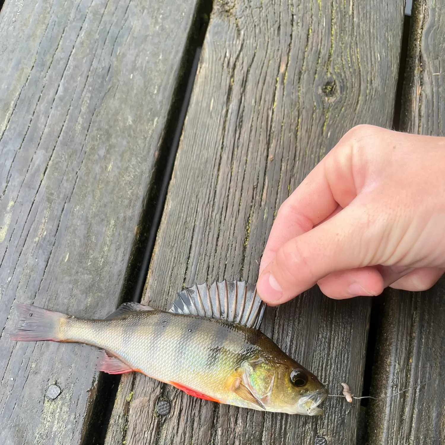 European perch caught on Fishbrain