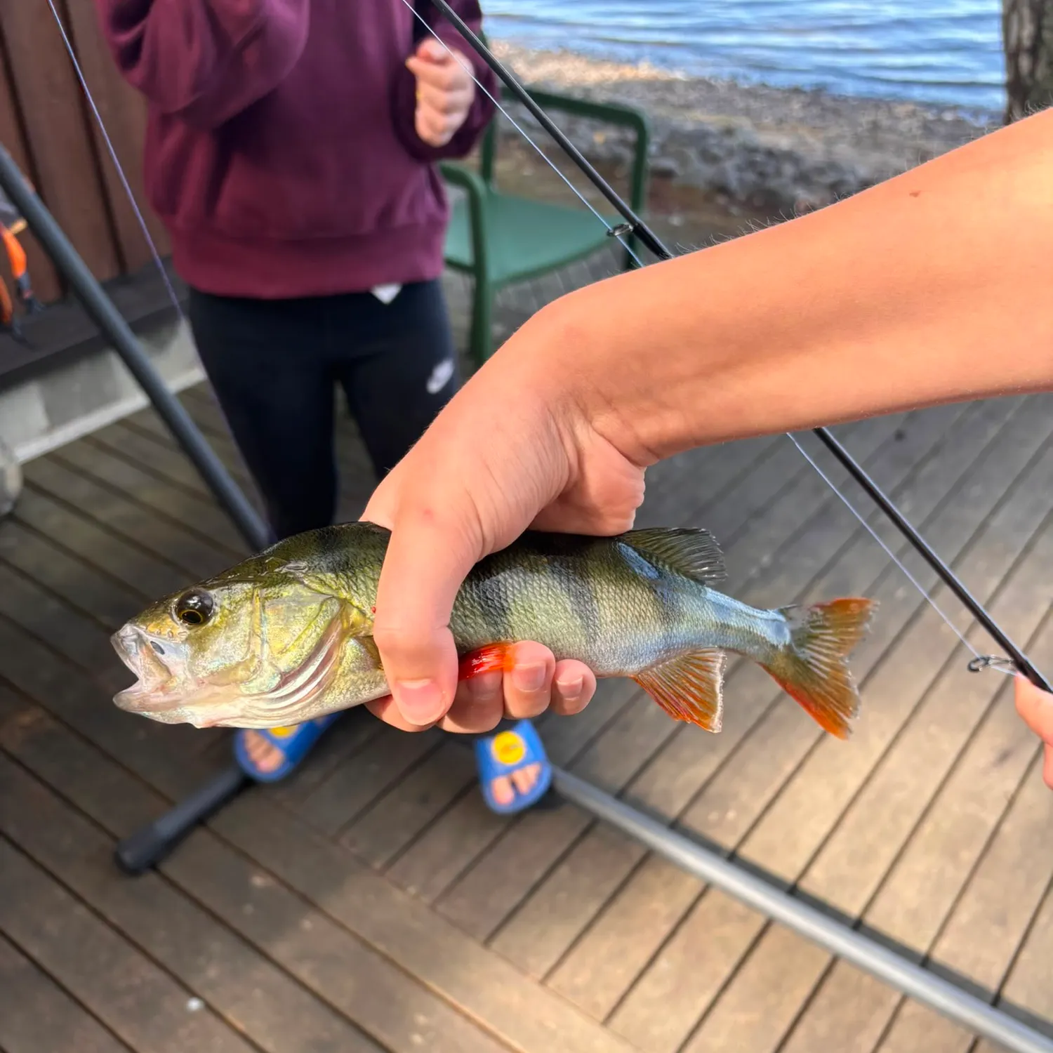 European perch caught on Fishbrain