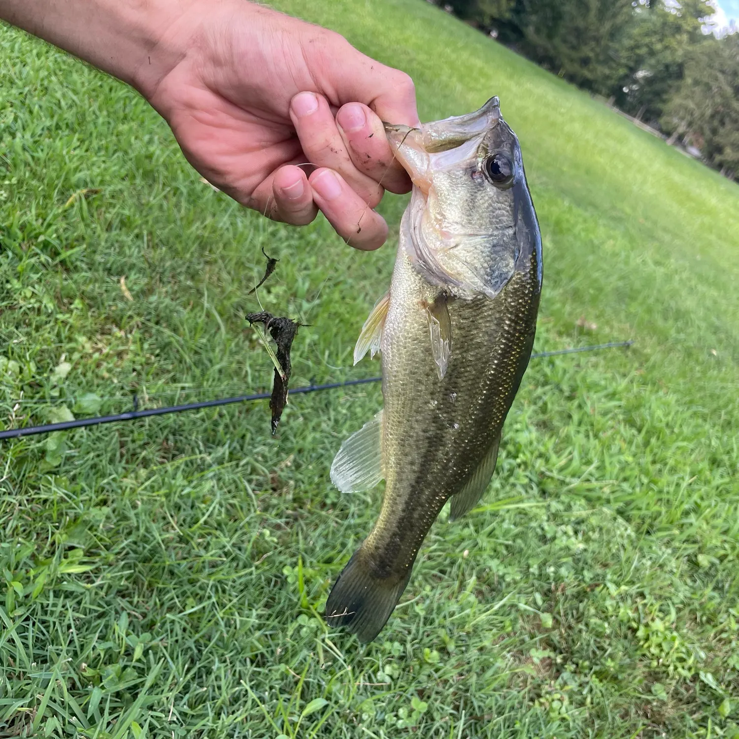 Largemouth bass caught on Fishbrain