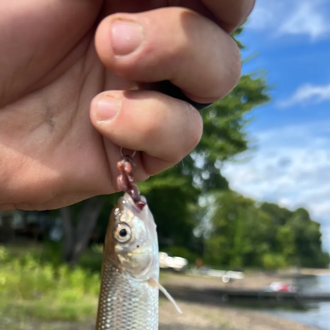 Creek chub caught on Fishbrain