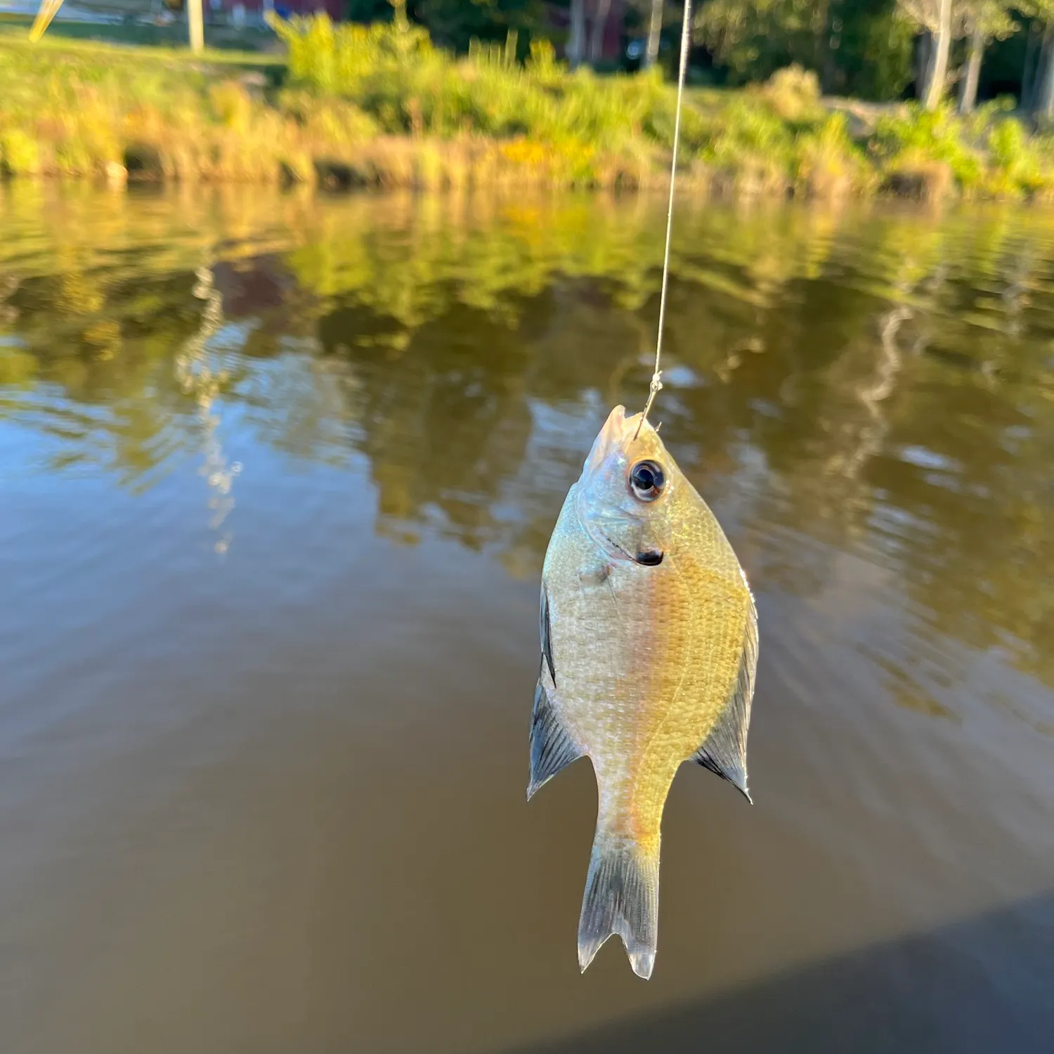 Bluegill caught on Fishbrain