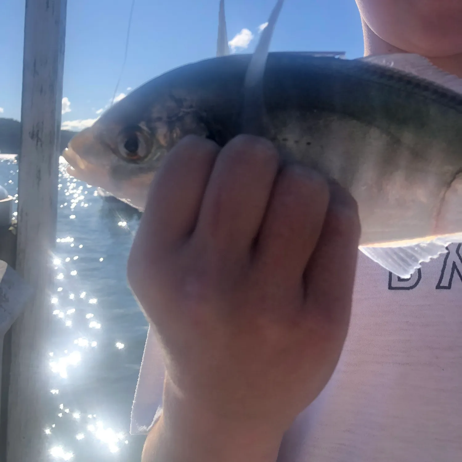 The most recent White trevally catches on Fishbrain