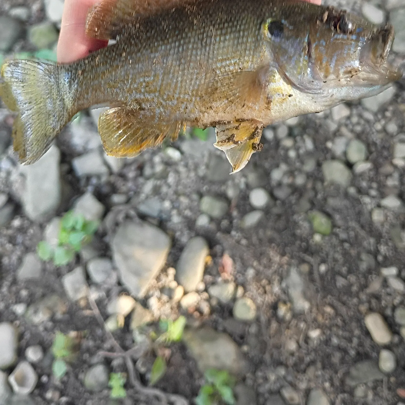 Green sunfish caught on Fishbrain