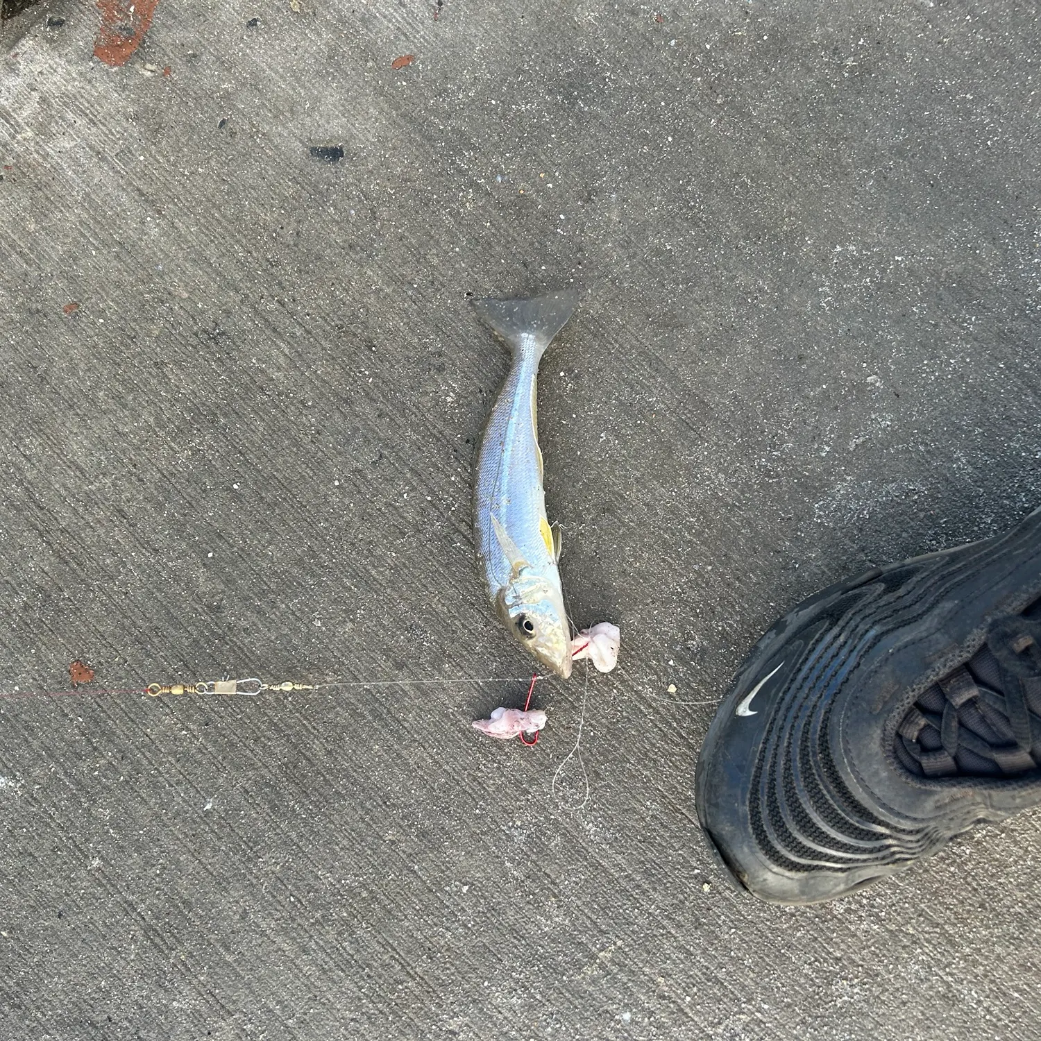 Yellowfin sillago caught on Fishbrain