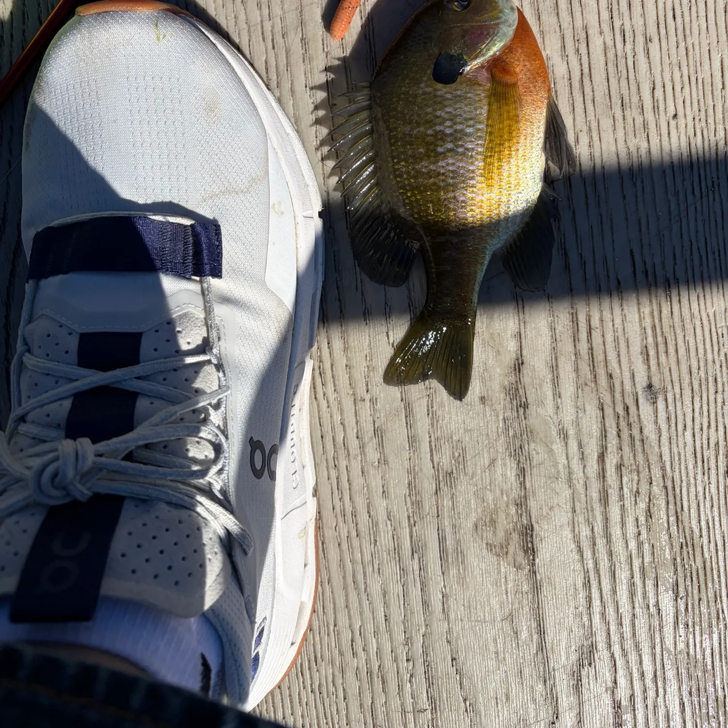Bluegill caught on Fishbrain