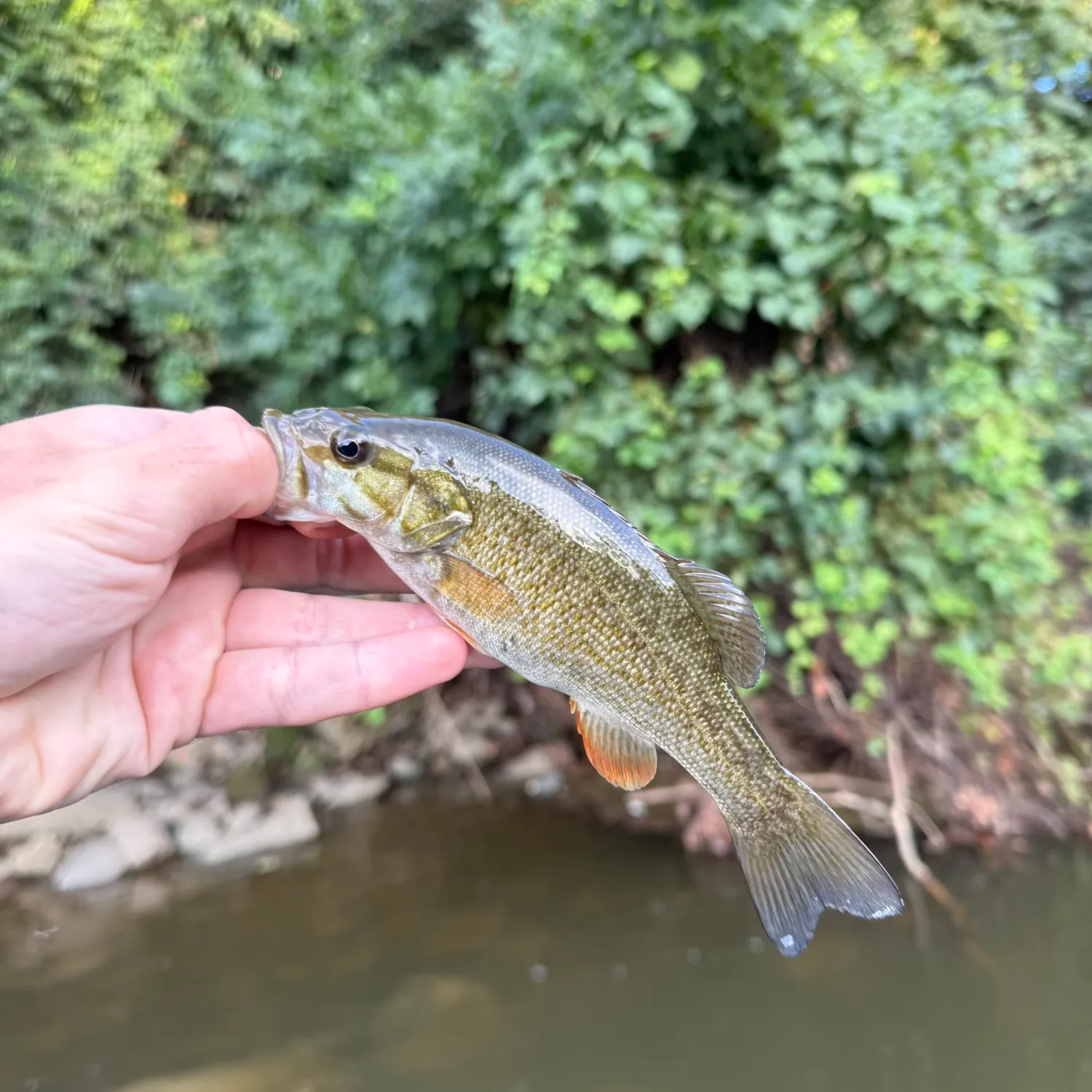 Smallmouth bass caught on Fishbrain