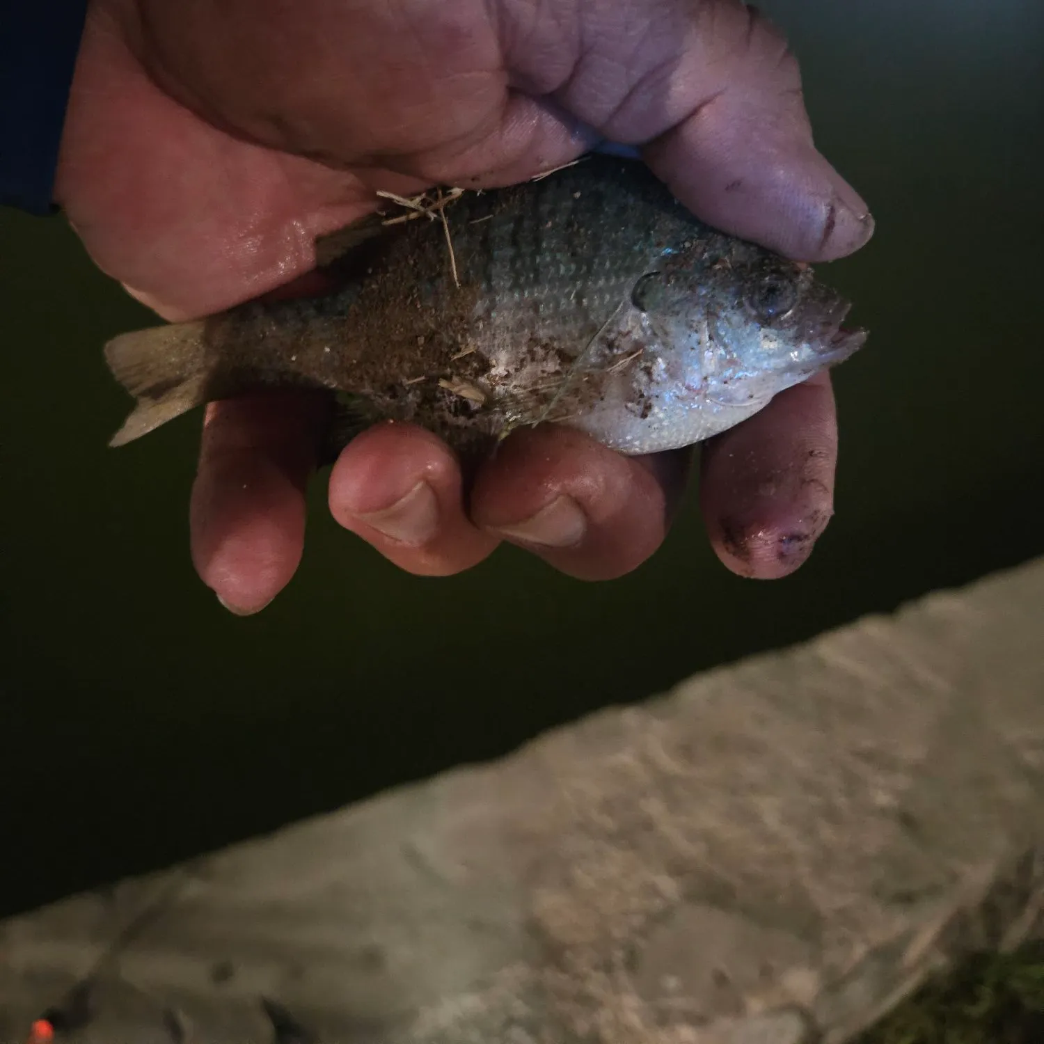 Bluegill caught on Fishbrain