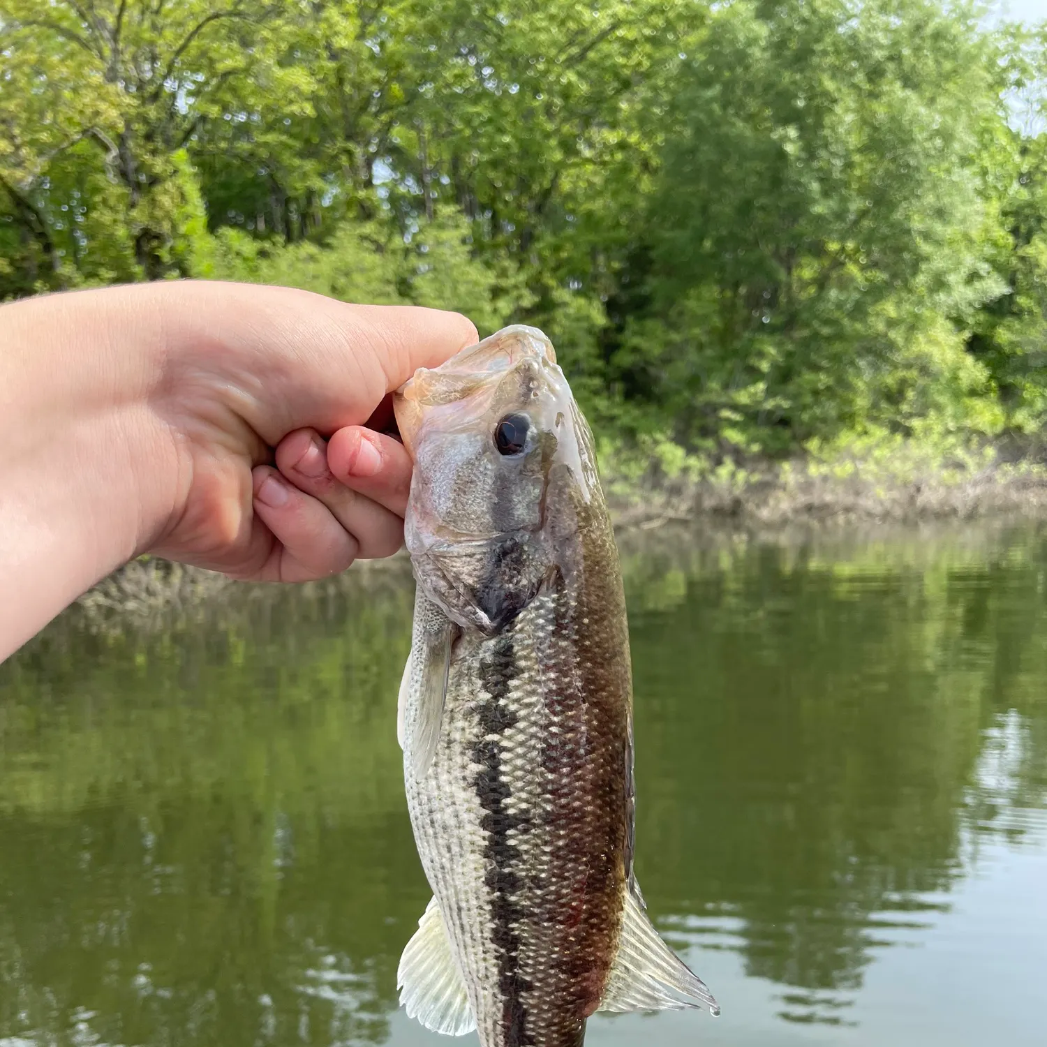 angler catch