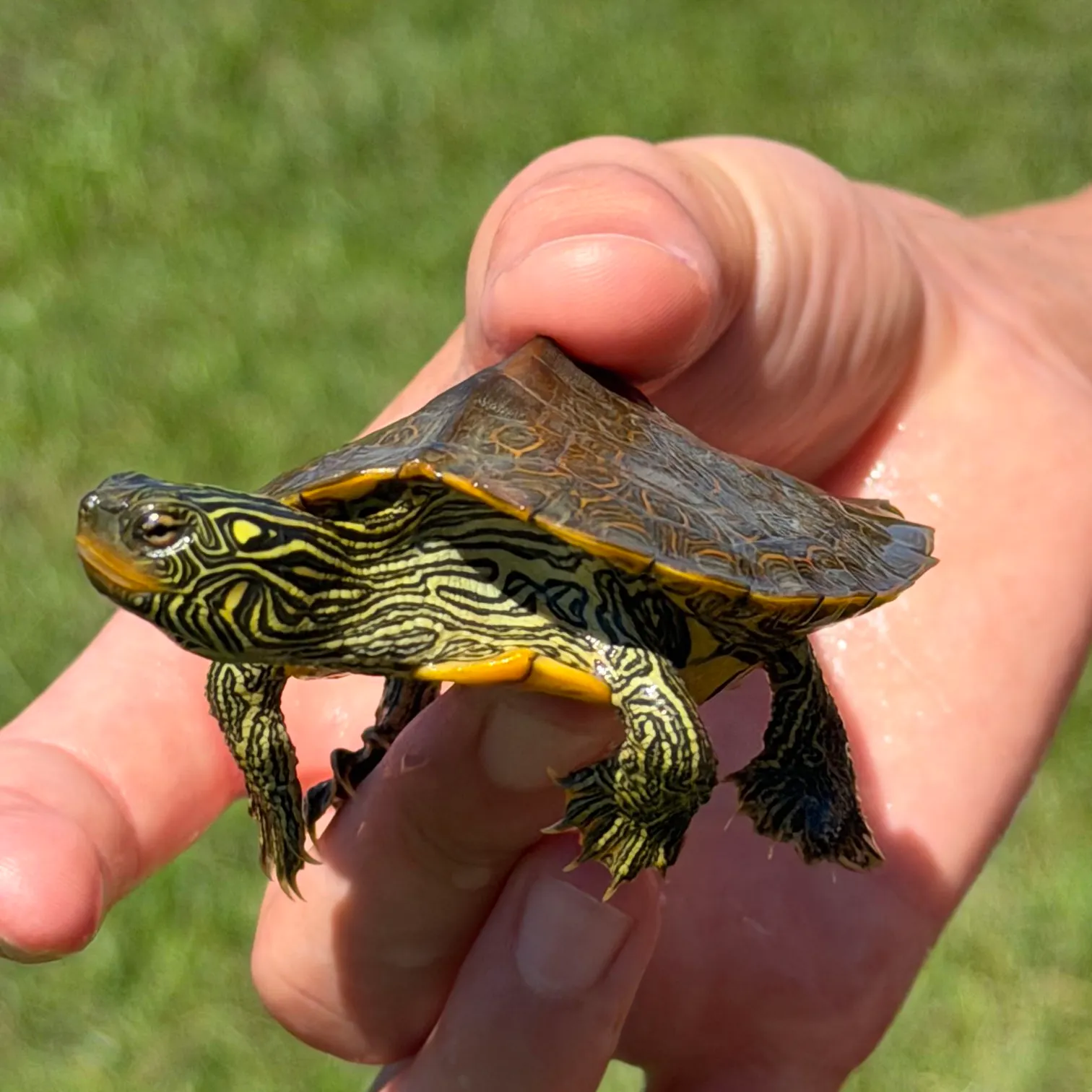 The most recent Northern map turtle catches on Fishbrain