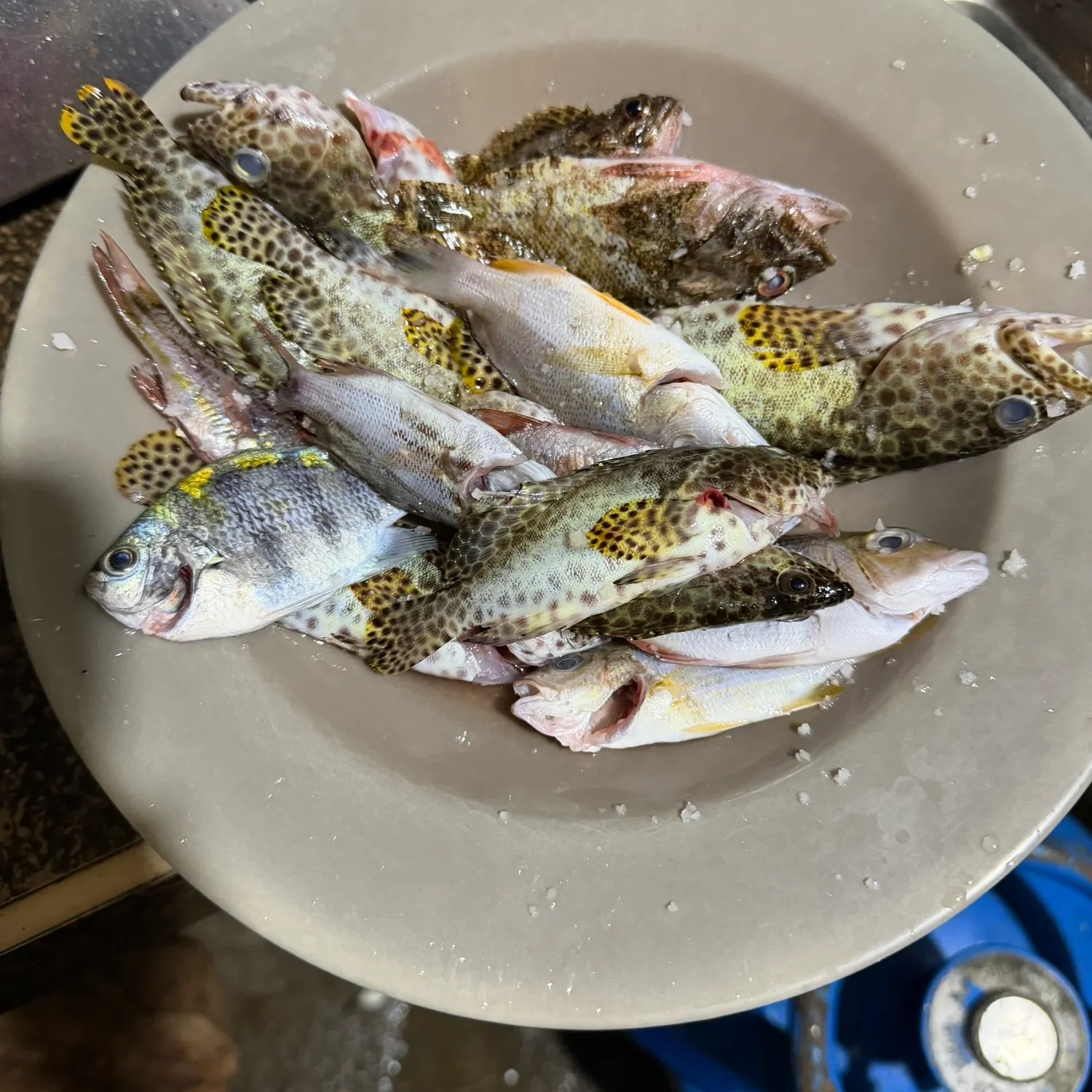 Honeycomb grouper caught on Fishbrain