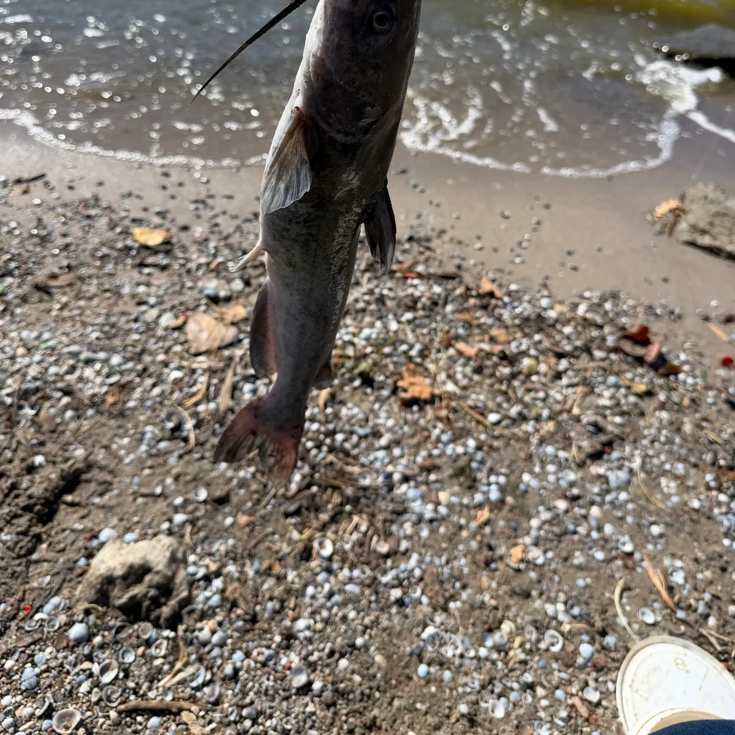 Channel catfish caught on Fishbrain