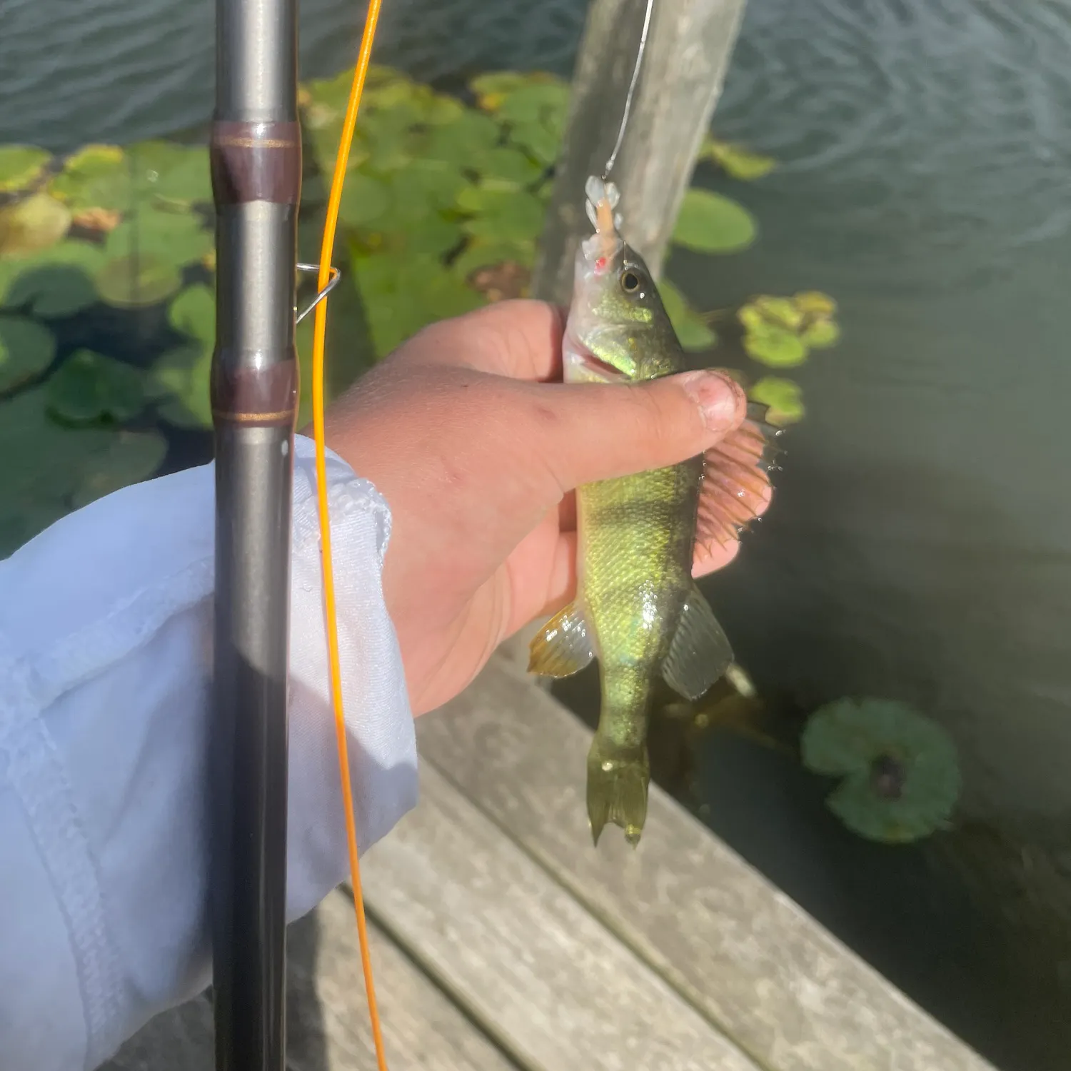 Yellow perch caught on Fishbrain