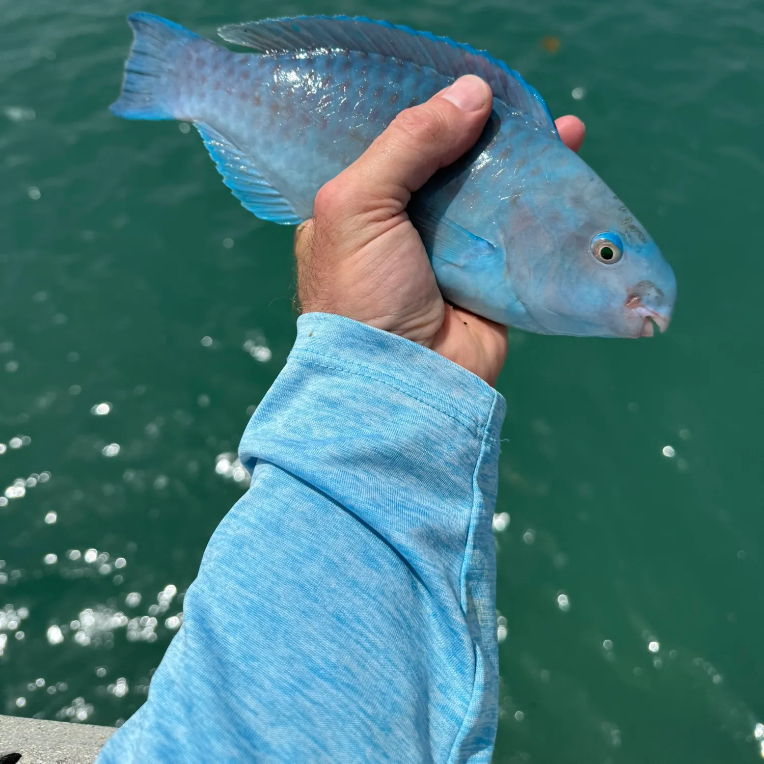 The most recent Blue parrotfish catches on Fishbrain