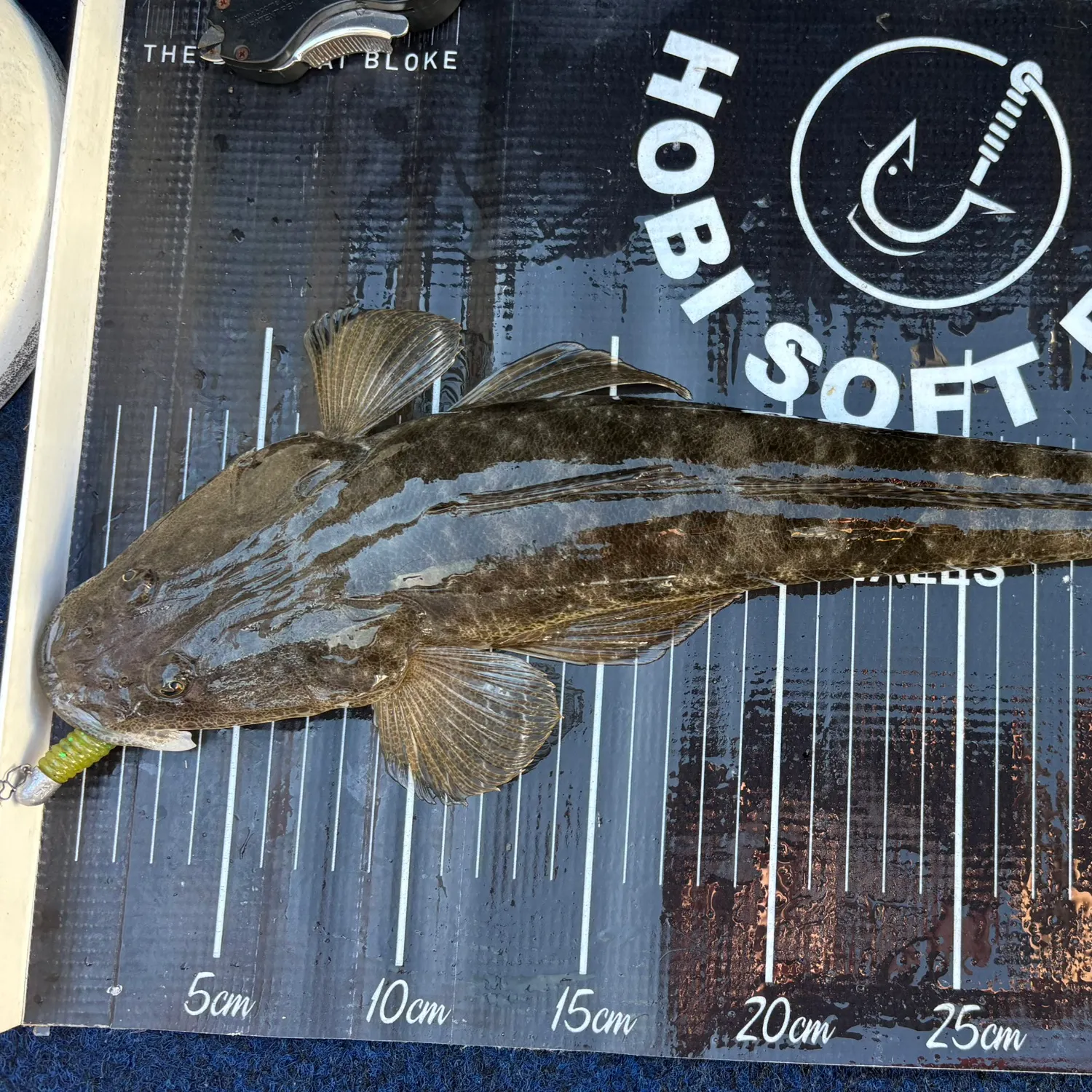 Dusky flathead caught on Fishbrain