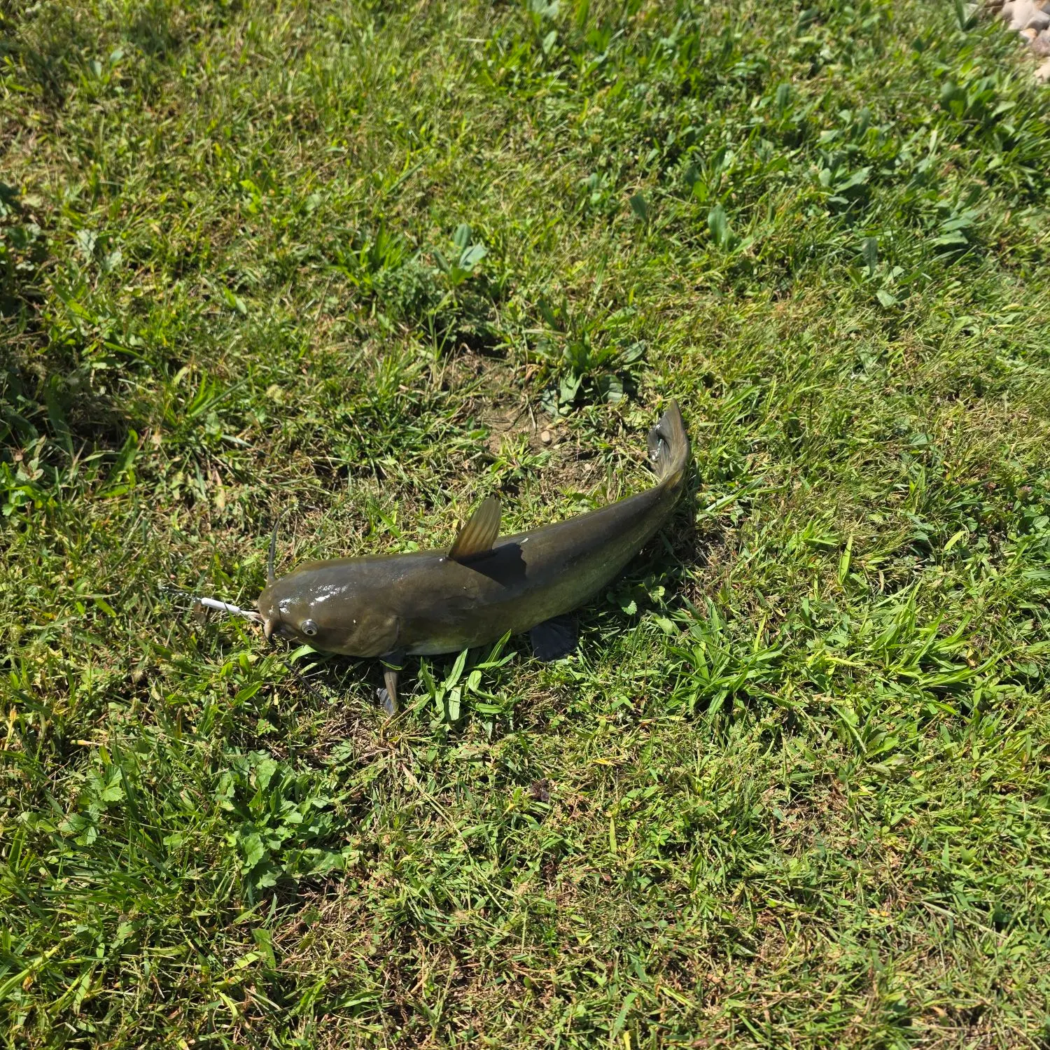 Black bullhead caught on Fishbrain