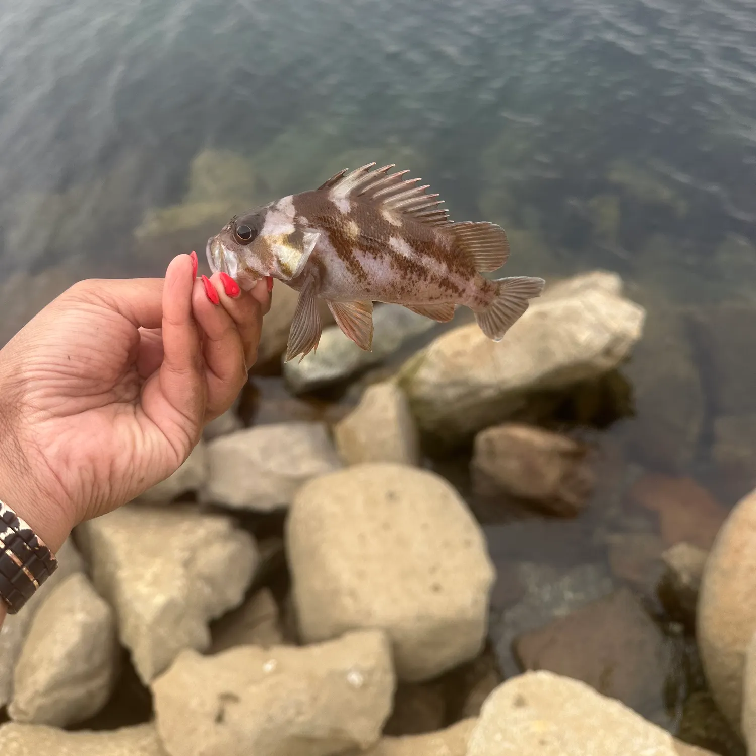 Copper rockfish caught on Fishbrain